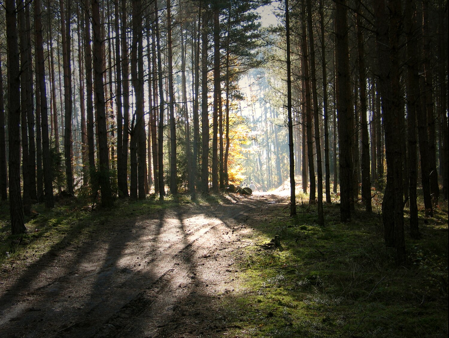 Na zdjęciu znajdują się gęsto rosnące drzewa, przez które przebija światło słoneczne. Pomiędzy drzewami przebiega droga. Na ziemi rośnie krótka zielona trawa.