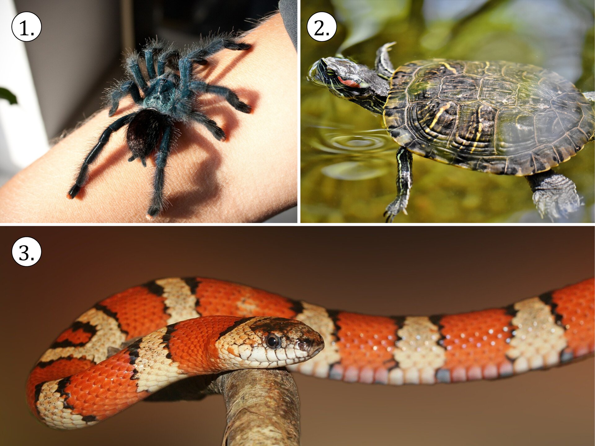 Zdjęcie pierwsze przedstawia rękę, na której znajduje się duży, czarny, owłosiony pająk. Zdjęcie drugie przedstawia żółwia znajdującego się w wodzie. Trzecie zdjęcie przedstawia węża królewskiego mlecznego. To długi gad o wąskim ciele. Jego ubarwienie jest pomarańczowo‑kremowe z elementami czarnymi. Wąż znajduje się na gałęzi.