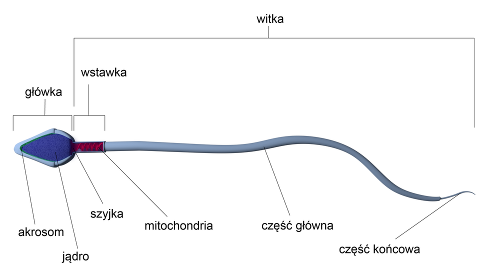 Ilustracja przedstawia budowę plemnika. Zbudowany jest z 2 głównych części: główki oraz witki. Główka na ilustracji posiada kolor niebieski, ma owalny kształt. Witka natomiast składa się z szyjki, wstawki zaznaczonej kolorem czerwonym oraz części głównej i części końcowej w kolorze jasnoniebieskim. Na ilustracji pod spodem zaznaczony jest akrosom znajdujący się na szczycie główki, jądro w jej środkowej części, szyjka na połączeniu główki i witki, mitochondria znajdujące się we wstawce, jak również część główna i część końcowa witki. 