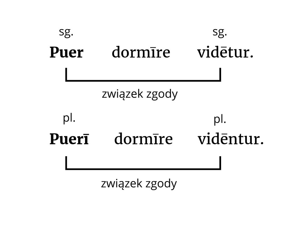 Ilustracja przedstawia czarno‑biały schemat budowy zdania łacińskiego, w którym występuje konstrukcja nominativus cum infinitivo z podmiotem rzeczownikowym. Przytoczone zostały dwa zdania. Pierwsze: Puer dormire videtur. Podmiot „puer” z orzeczeniem „videtur” stanowią związek zgody. Obie formy podane są w trzeciej osobie liczby pojedynczej. Podobnie w zdaniu drugim: Pueri dormire videntur, zachodzi związek zgody między podmiotem „pueri”, a orzeczeniem „videntur”. Obie formy podane są w trzeciej osobie liczby mnogiej.