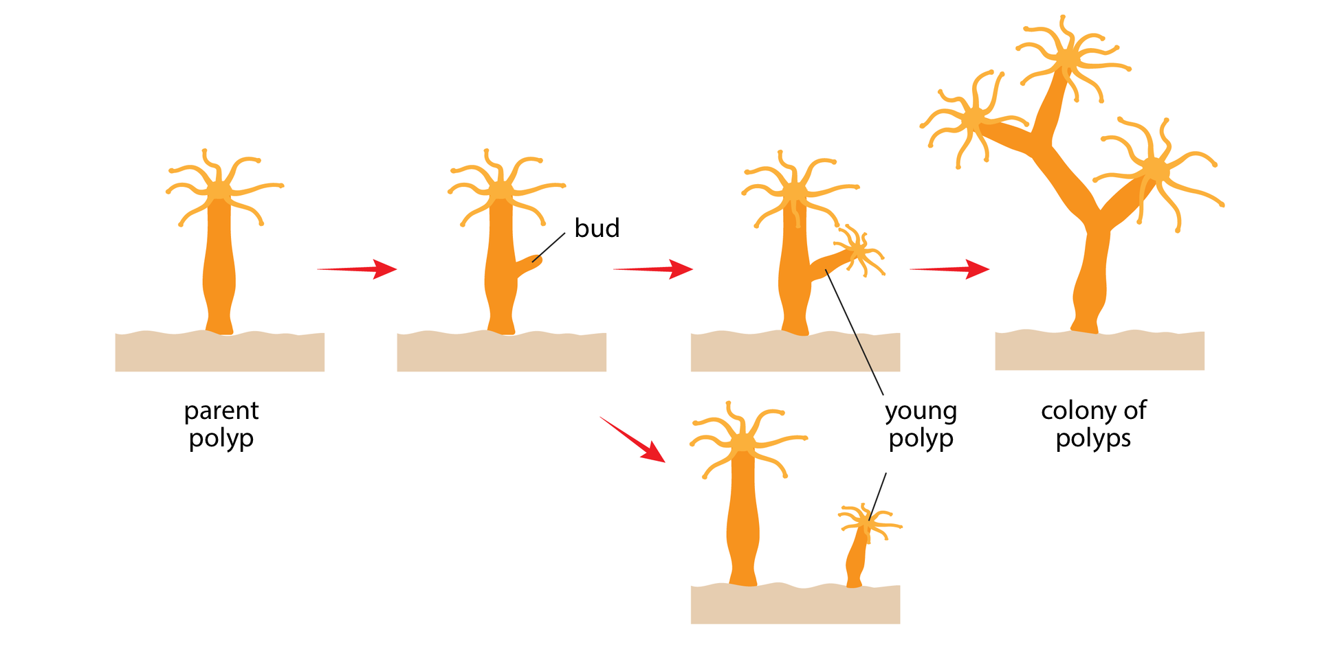 Ilustracja przedstawia sposób rozmnażania polipów, zwany pączkowaniem. Pomarańczowym kolorem oznaczono ciało polipa, bladoróżowym podłoże. Od lewej czerwone strzałki i podpisy wskazują kolejne etapy pączkowania. Pączek może pozostać na polipie macierzystym, jak w górnym rzędzie. Może się też oddzielić od niego i tę sytuację przedstawia obrazek na dole. Etapy i elementy są podpisane: parent polyp, bud, prog polyp, colony of polyps