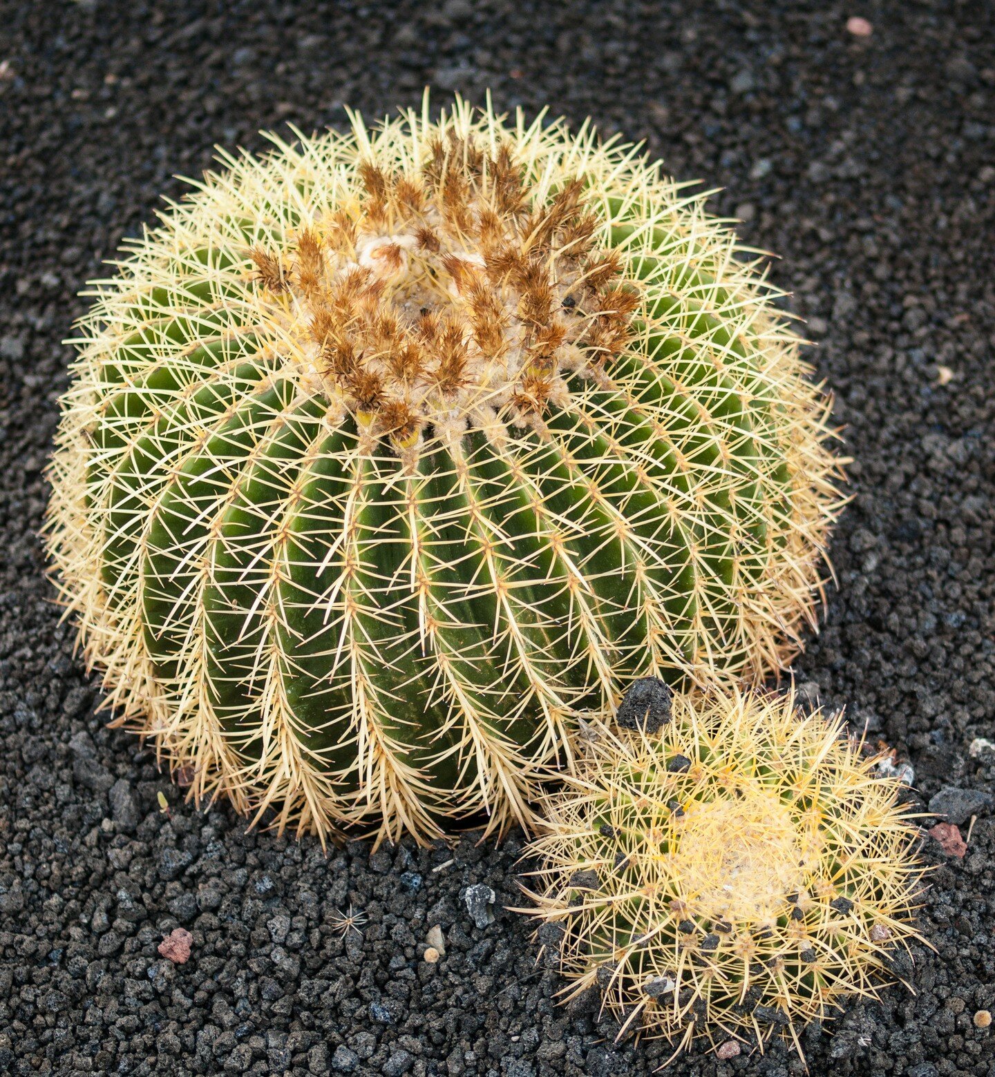 Fotografia przedstawia dwa kuliste kaktusy na szarym podłożu. Obok dużego, mniejszy. Oba mają żebrowaną, grubą, kolczastą łodygę, służącą do gromadzenia wody. Jest to łodyga spichrzowa.