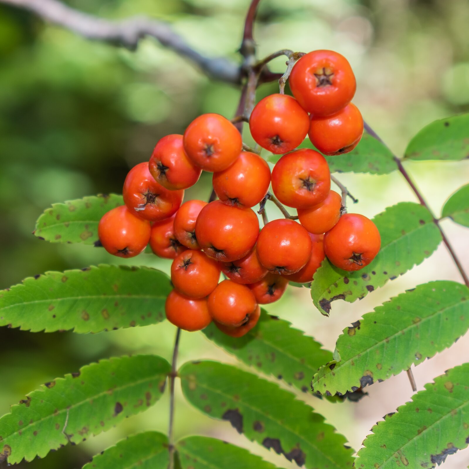 Na fotografii widoczny jest jarząb pospolity. Na szaro‑brązowych gałęziach rosną zielone liście oraz zbiór pomarańczowo‑czerwonych, drobnych, kulistych owoców.