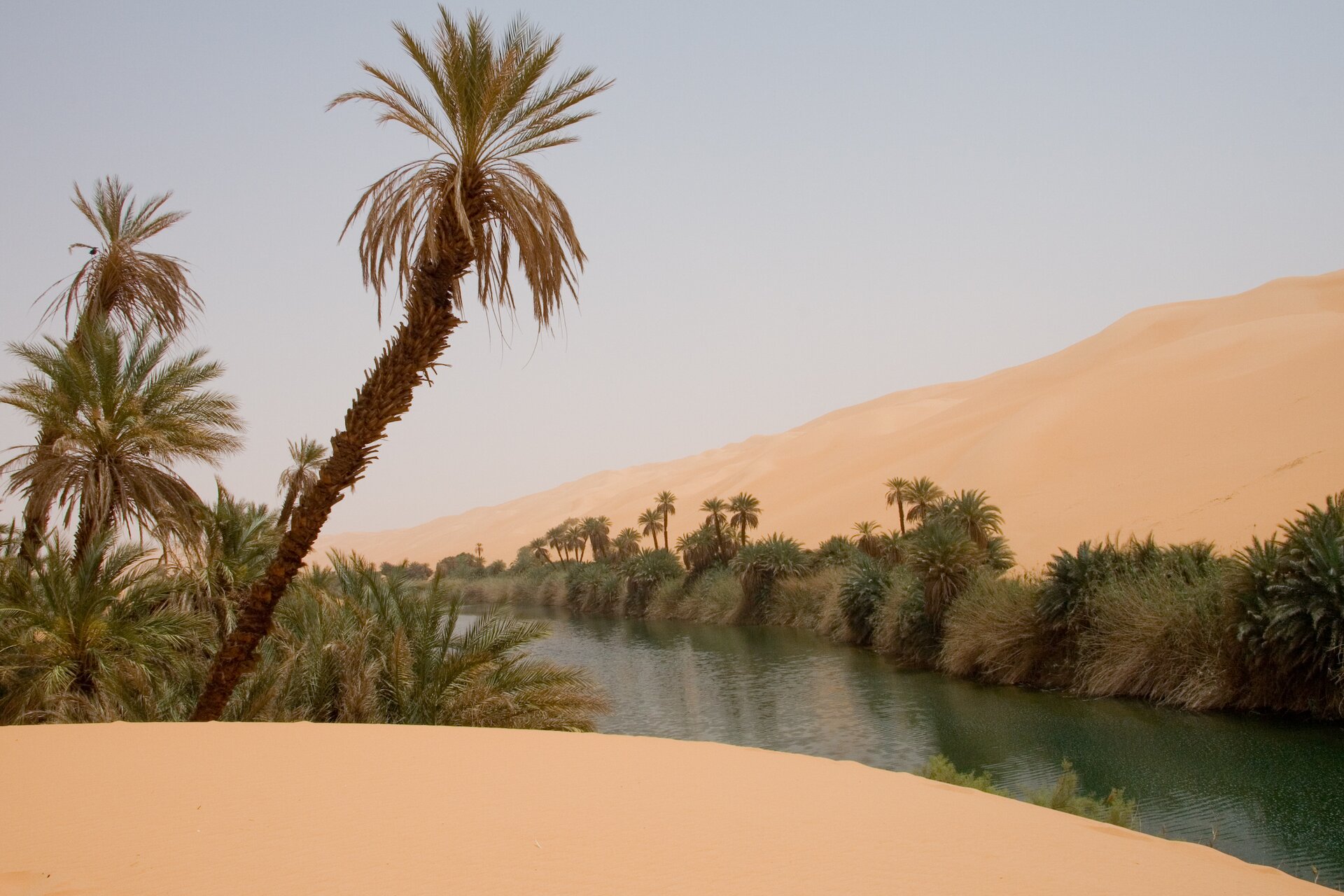 Oaza na Saharze – płytko zalegające wody gruntowe pozwalają na rozwój zielonej roślinności w wilgotnych zagłębieniach terenu