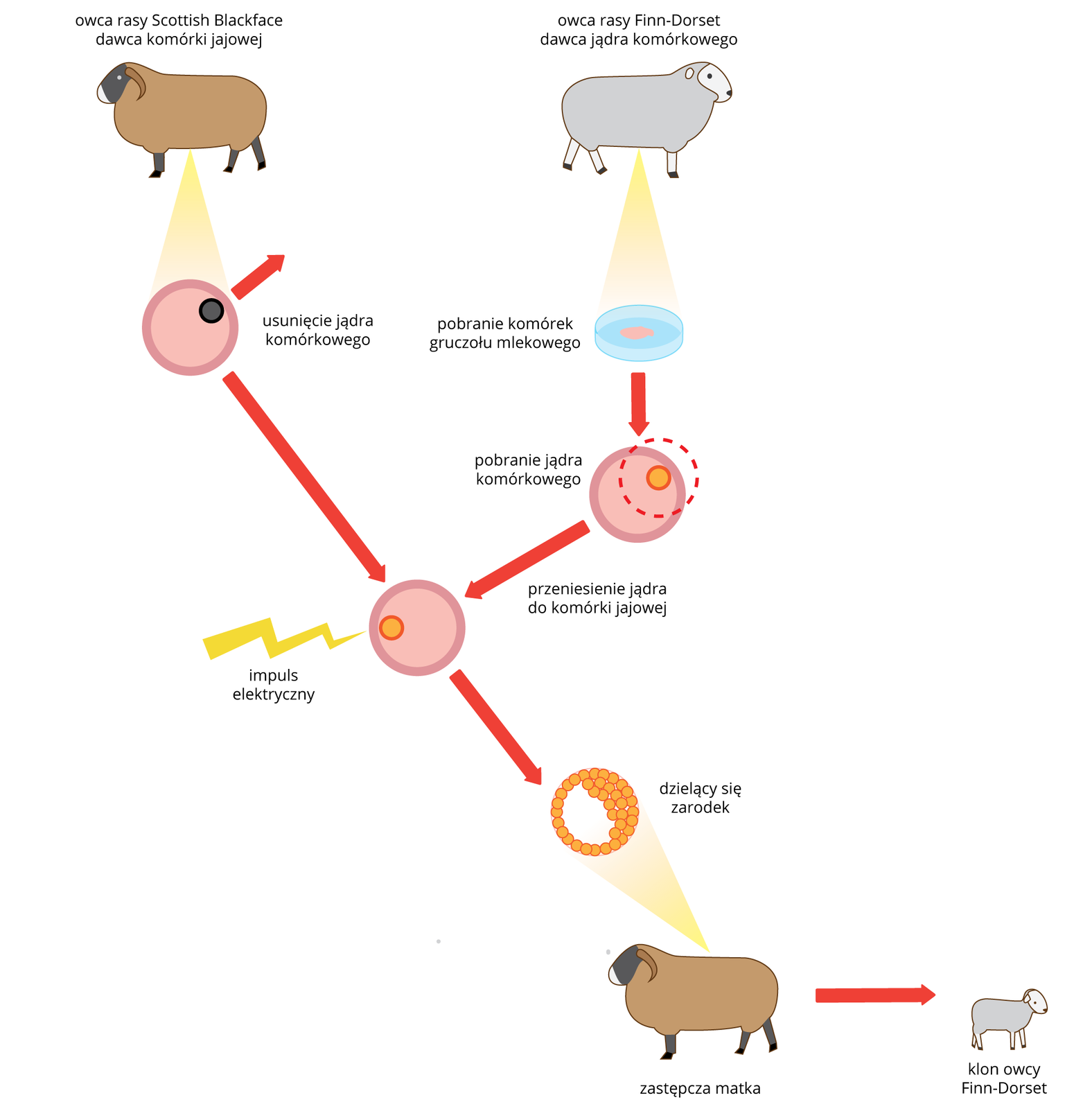 Schemat przedstawia sposób przeprowadzenia klonowania. U góry dwie owce różnych ras, brązowa i szara. Od brązowej pobrano komórkę jajową, od szarej somatyczną i dokonano transplantacji jądra komórkowego. Przy komórce po transplantacji żółta błyskawica, oznaczająca impuls elektryczny. Poniżej pomarańczowy zarodek. Strzałka wskazuje umieszczenie go w macicy brązowej matki zastępczej. Wynik: białe jagnię po prawej.