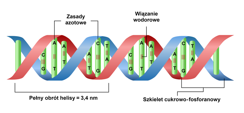 Grafika przedstawia nić DNA z zasadami azotowymi rozmieszczonymi pomiędzy dwoma nićmi. Oznaczono pełen skręt helisy równy 3,4 nanometra oraz szkielet cukrowo‑fosforanowy. Pary zasad azotowych połączone są ze sobą przy pomocy wiązań wodorowych: adenina z tyminą dwoma wiązaniami, a cytozyna z guaniną trzema.