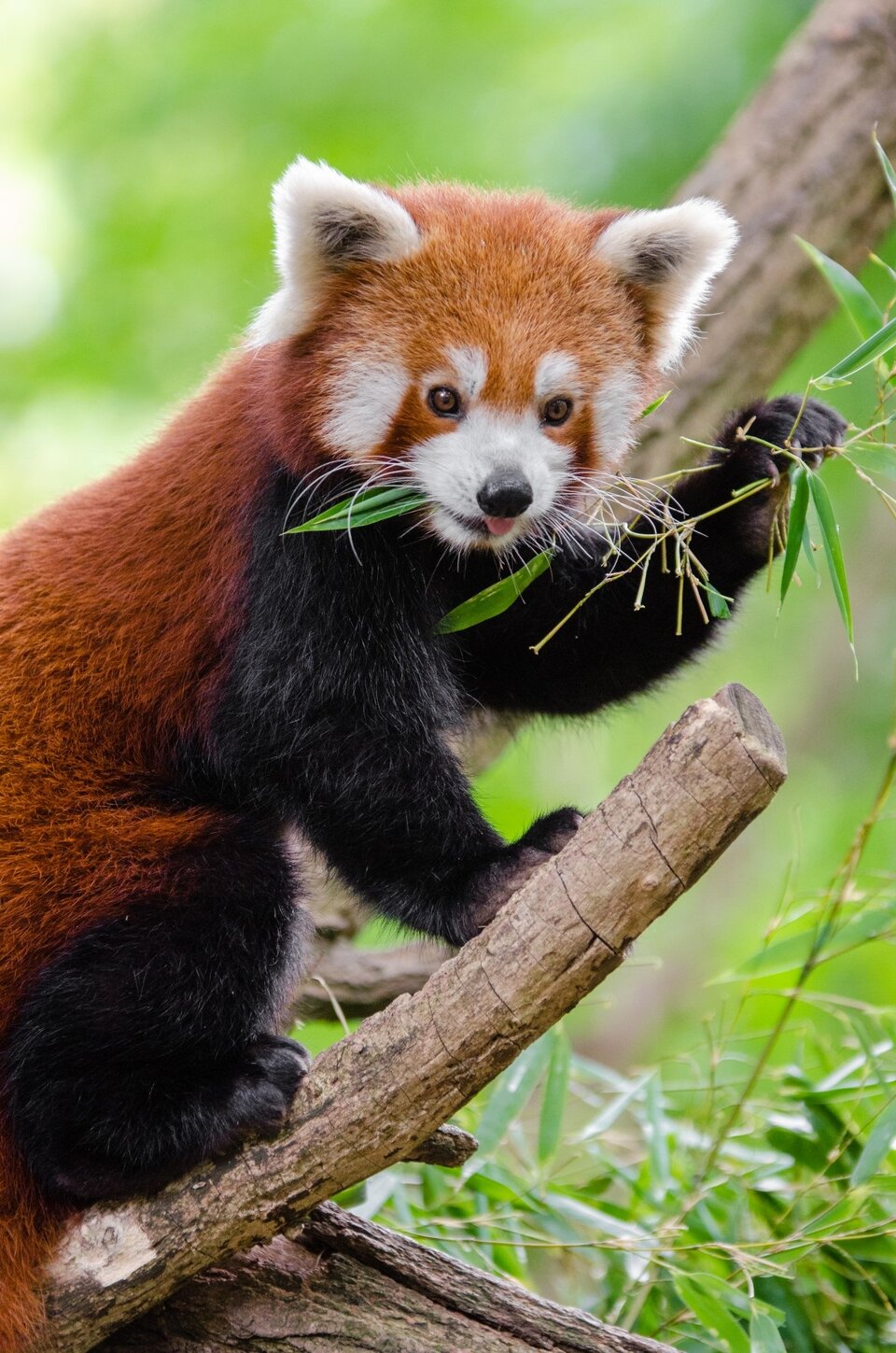 Zdjęcie przedstawia pandę czerwoną jedzącą liście z drzewa, na którym się znajduje. Posiada ona krótki pyszczek oraz stosunkowe małe oczy. Jej spiczaste uszy pokryte są białym futerkiem. Jej sierść na brzuchu ma barwę czarną, natomiast ta na grzbiecie zabarwiona jest na charakterystyczną, rudawo‑czerwoną barwę.