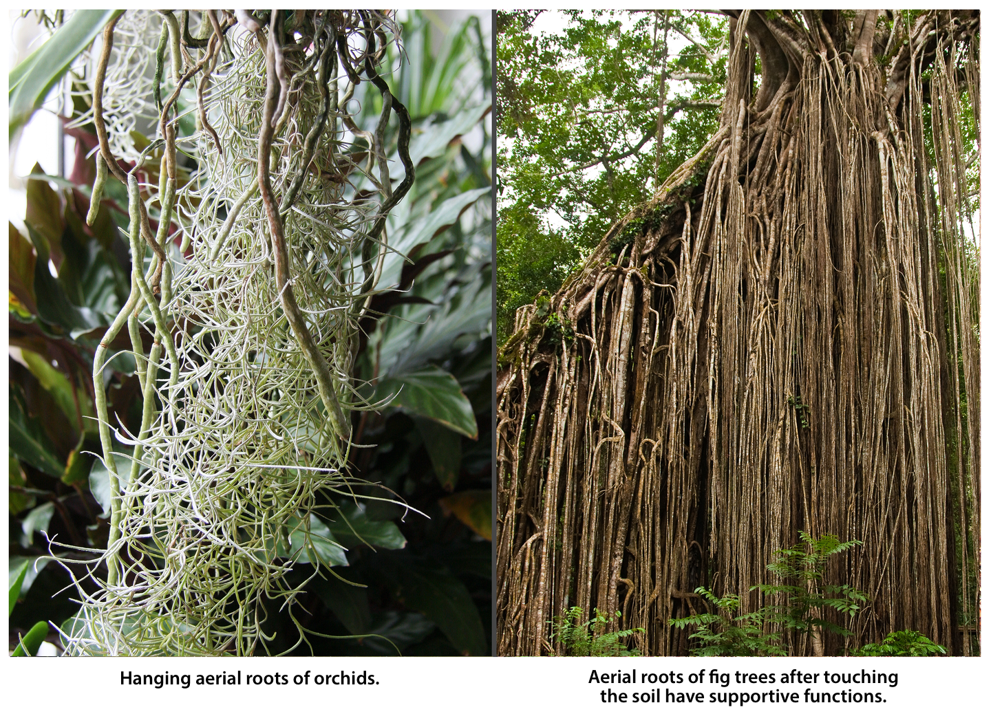 Fotografie przedstawiające dwa rodzaje korzeni powietrznych. Zdjęcie po lewej ukazuje białe, zwisające, splątane korzenie storczyków. Pod nim napis: Hanging aerial roots of orchids. Zdjęcie po prawej przedstawia wiele brązowych, cienkich, prostych, zwisających korzeni figowca, któe po zetknięciu się z ziemią pełnią funkcję podporową. Pod fotografią napis: Aerial roots of fig thees after touching the soil have supportive functions.