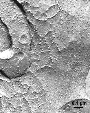 Ilustracja przedstawia komórki śródbłonka naczyń włosowatych mózgowia tworzące szczelne połączenia. Tkanka komórek składa się z warstwy płaskich komórek. Na zdjęciu mikroskopowym tkanka jest przedstawiona w skali 0,1 mikrometra. 