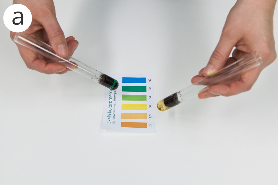 Grafika przedstawia zdjęcie z badania pH gleby. Na zdjęciu znajdują się dwie probówki trzymane w dłoniach, a między nimi jest kartka z wydrukowaną kolorową skalą pH. Na skali są kolorowe prostokąty ponumerowane od cztery do dziewięć. Pierwszy od dołu prostokąt ma ciemnopomarańczowy kolor i podpisany jest numerem cztery. Następny jest jasnopomarańczowy prostokąt z numerem pięć. Dalej, przy numerze sześć jest żółty prostokąt, a kolejny za nim jest jasnozielony prostokąt z cyfrą siedem. Następny jest ciemnozielony prostokąt podpisany liczbą osiem. Ostatni prostokąt obok cyfry dziewięć ma kolor niebieski. W obu probówkach znajdują się próbki ziemi zmieszane z ciekłym wskaźnikiem. W probówce po lewej stronie ciecz ma ciemnozielony kolor i probówka ustawiona jest na skali obok ciemnozielonego prostokąta z numerem osiem. W probówce po prawej stronie ciecz ma kolor żółty i ustawiona jest ona na skali obok prostokąta z cyfrą sześć.Pierwsze to fotografia przedstawiająca wyniki badania dwóch różnych próbek (gleba kwaśna - pH sześć i gleba zasadowa - pH osiem )