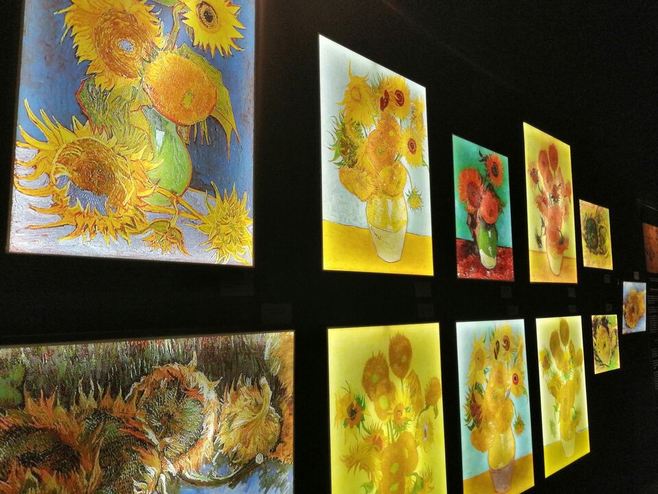 Zdjęcie przedstawia fragment multimedialnej wystawy obrazów  Vincenta van Gogha [czytaj: wan goga]. Są to projekcje przedstawiające wiele wersji obrazu malarza "Słoneczniki", wyświetlane w dwóch rzędach na czarnej ścianie galerii w Katowicach.