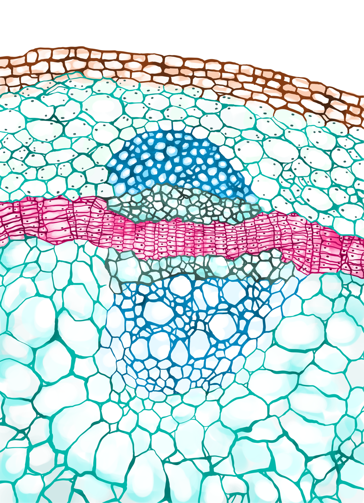 Ilustracja przedstawia fragment przekroju łodygi. Pomiędzy wybarwionymi na niebiesko komórkami drewna i łyka występuje tkanka twórcza odpowiadająca za przyrost rośliny na grubość. Jest wybarwiona na różowo i składa się z rzędów prostokątnych komórek.
