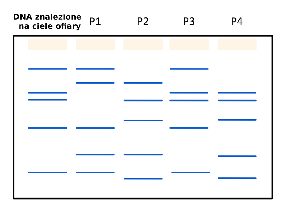 Ilustracja przedstawia wyniki elektroforezy przestępcy oraz czterech podejrzanych (P1 - P4). Na ilustracji w prostokątnej ramce ponowo znajduje się układ poziomych linii. Są one pod napisami: DNA znalezione na ciele ofiary, P1. P2, P3, P4. Poziome linie to unikatowe wzory prążkowe. Układ prążków pod P3 jest identyczny z tym pod nazwą Przestępca. 