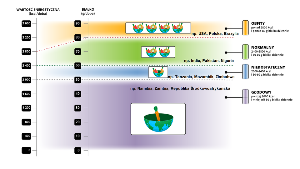 Grafika przedstawia schemat żywieniowy. Od dołu schematu do wartości 2000 kilokalorii wartości energetycznej na dobę oraz do wartości 50 gramów białka na dobę występuje system głodowy. Dotyczy on na przykład Namibii, Zambii, Republiki Środkowoafrykańskiej. Jest ikona miski stanowiącej połowę kuli ziemskiej. Do miski włożona jest jedna marchewka. Od 2000 do 2400 kilokalorii wartości energetycznej na dobę oraz od 50 do 60 gramów białka na dobę występuje system niedostateczny. Jest on na przykład w Tanzanii, Mozambiku, w Zimbabwe. Jest ikona miski w postaci połowy kuli ziemskiej. Do miski włożone są warzywa i owoce. Miska nie jest pełna. Od 2400 do 2800 kilokalorii wartości energetycznej na dobę oraz od 60 do 80 gramów białka na dobę występuje system normalny. Przykłady: Indie, Pakistan, Nigeria. Są ikony dwóch misek w postaci połowy kuli ziemskiej. Do misek włożone są warzywa i owoce. Miski są pełne. Powyżej 2800 kilokalorii wartości energetycznej na dobę oraz powyżej 80 gramów białka na dobę występuje system obfity. Wymieniono na przykład USA, Polskę, Brazylię. Są ikony czterech misek w postaci połowy kuli ziemskiej. Do misek włożone są warzywa i owoce. Miski są pełne.