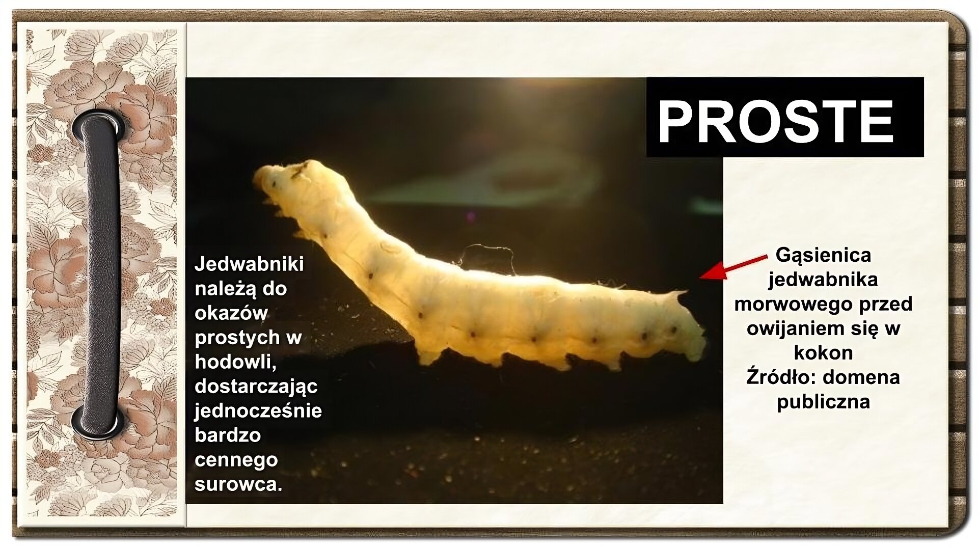 Slajd zatytułowany „Proste”. Tekst na slajdzie: Jedwabniki należą do okazów prostych w hodowli, dostarczając jednocześnie bardzo cennego surowca. Pośrodku slajdu zdjęcie przedstawia gąsienicę z profilu, podświetloną sztucznym światłem, co umożliwia wgląd poprzez pancerzyk chitynowy w jej strukturę wewnętrzną bezkręgowca. Gąsienica wygina się przednią częścią ciała do góry, wykonując początkowy ruch rolowania w kokon. Po lewej stronie ornament zdobiący slajd w formie motywów roślinnych, na których nałożono stylizowaną, metalową obwódkę spinającą stronę.