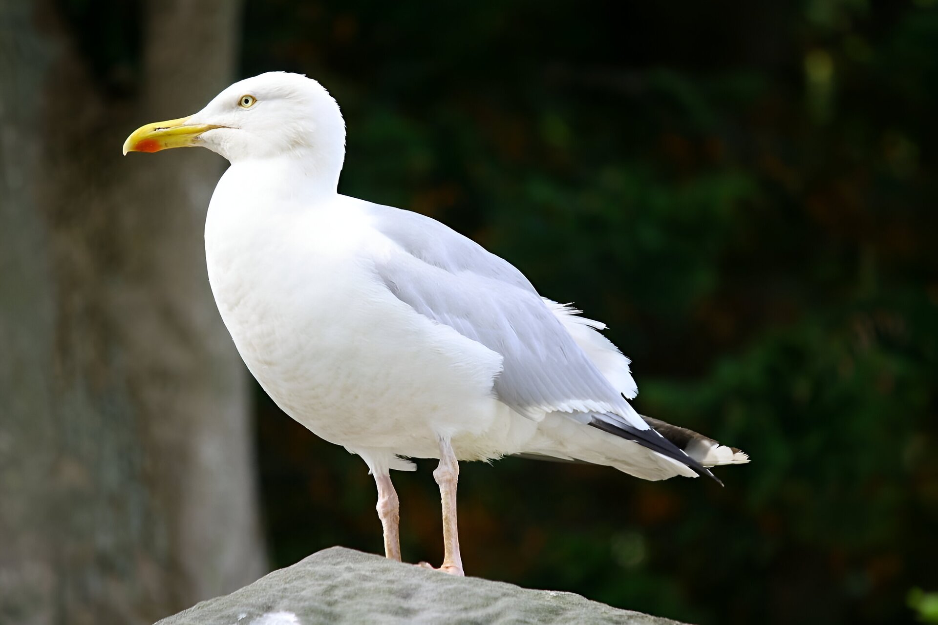 Zdjęcie przedstawia mewę stojącą na kamieniu. Jest to średniej wielkości biały ptak. Posiada podłużny żółty dziób, jasnoszare skrzydła i czarne upierzenie na ogonie.