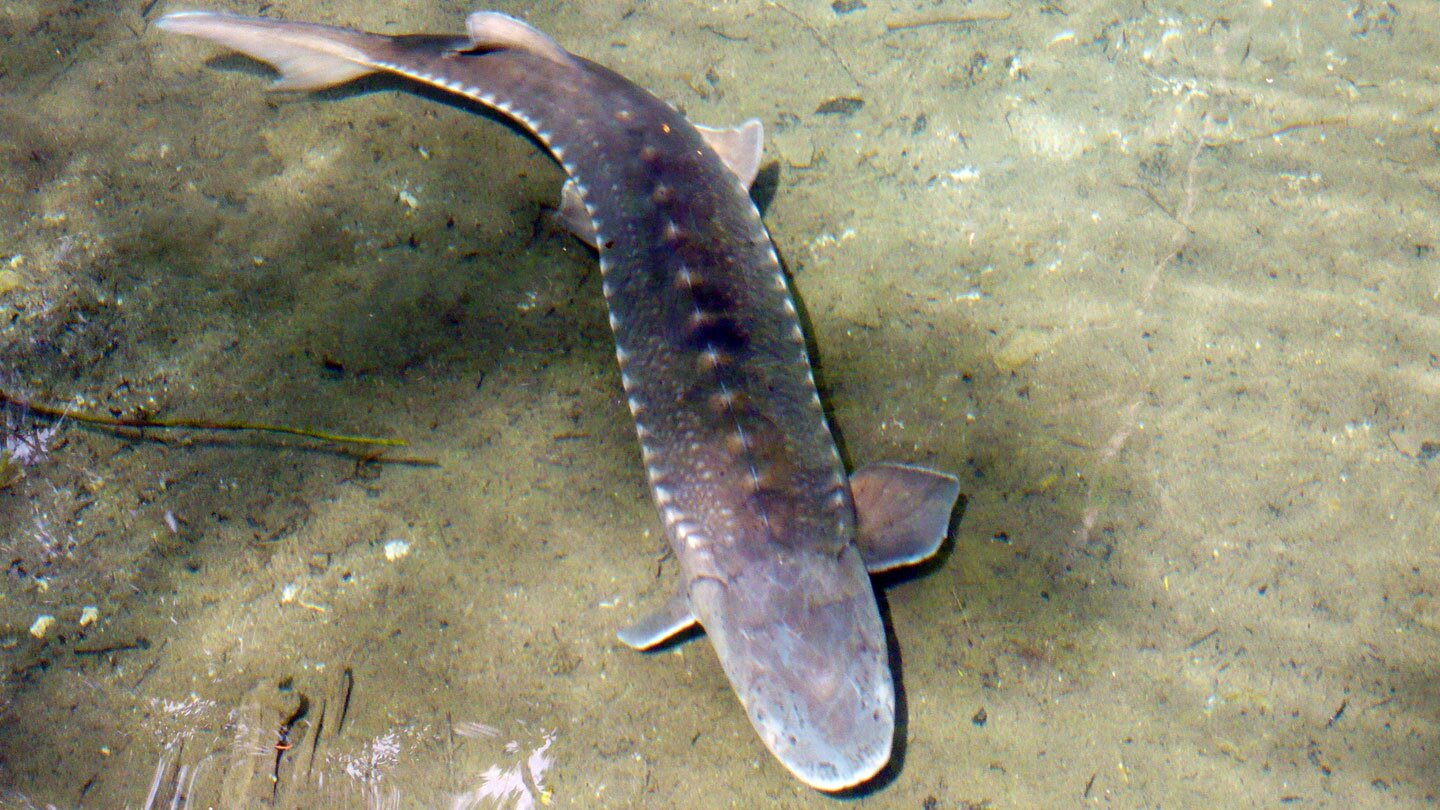 Fotografia prezentuje zdjęci dużego jesiotra zachodniego wykonane z góry. Ciało jesiotra jest długie, spłaszczone grzbieto-brzusznie. Jesiotr znajduje się w płytkim, czystym strumieniu. Jesiotr płynie do przodu.