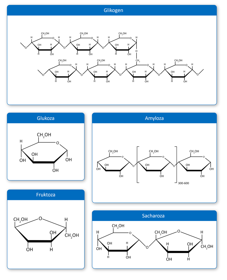 Na ilustracji jest 5 wzorów. 1. wzór glikogenu - zbudowany jest z dwóch rzędów sześcioczłonowych pierścieni. Na ilustracji jest 7 pierścieni. Każdy z nich zbudowany jest między innymi z dwóch grup OH, jednej grupy C H indeks dolny, dwa, koniec indeksu dolnego, O H, atomu tlenu, czterech atomów wodoru. Pierścienie w poziomie łączą się za pośrednictwem atomu tlenu. Dwa rzędy łączą się za pośrednictwem grupy C H indeks dolny, dwa, koniec indeksu dolnego, O H. 2. wzór glukozy - sześcioczłonowy pierścień łączy się między innymi na górze z grupą C H indeks dolny, dwa, koniec indeksu dolnego, O H, na dole z czterema grupami OH, po lewej stronie z atomem wodoru, atom tlenu wchodzi w skład pierścienia. 3. wzór amylozy - zbudowany jest sześcioczłonowych pierścieni. To mery D‑glukozy - od 300 do 600 - połączone ze sobą wiązaniami α‑1,4 glikozydowymi. 4. wzór fruktozy - to pięcioczłonowy pierścień zbudowany między innymi z dwóch grup OH, dwóch grup C H indeks dolny, dwa, koniec indeksu dolnego, O H, dwóch atomów wodoru, atomu tlenu. 5. wzór sacharozy - to dwa połączone ze sobą pierścienie. Pierścień po lewej stronie jest sześcioczłonowy, po prawej pięcioczłonowy. Połączone są za pośrednictwem atomu tlenu. Pierścień sześcioczłonowy zbudowany jest między innymi z trzech grup OH, jednej grupy C H indeks dolny, dwa, koniec indeksu dolnego, O H, dwóch atomów wodoru, jednego atomu tlenu. Pierścień pięcioczłonowy jest zbudowany między innymi z dwóch grup OH, trzech atomów wodoru, dwóch grup C H indeks dolny, dwa, koniec indeksu dolnego, O H oraz atomu tlenu.      