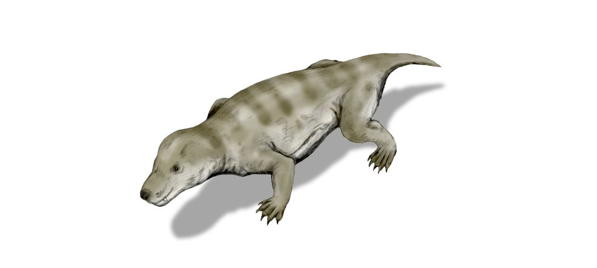 Na ilustracji znajduje się trinaksodon - mięsożerny terapsyd, wyposażony w „psie” kły, siekacze oraz zęby policzkowe przypominające trzonowce. Z obu stron głowy znajduje się para oczu, a z przodu pyska czarny, niewielki nos; nie posiada on uszu. Tułów zwierzęcia jest masywny, w kolorze szarym, odchodzą od niego dwie pary masywnych łap zakończonych pazurami, z tyłu znajduje się niewielki ogon. Ciało gada jest owłosione.