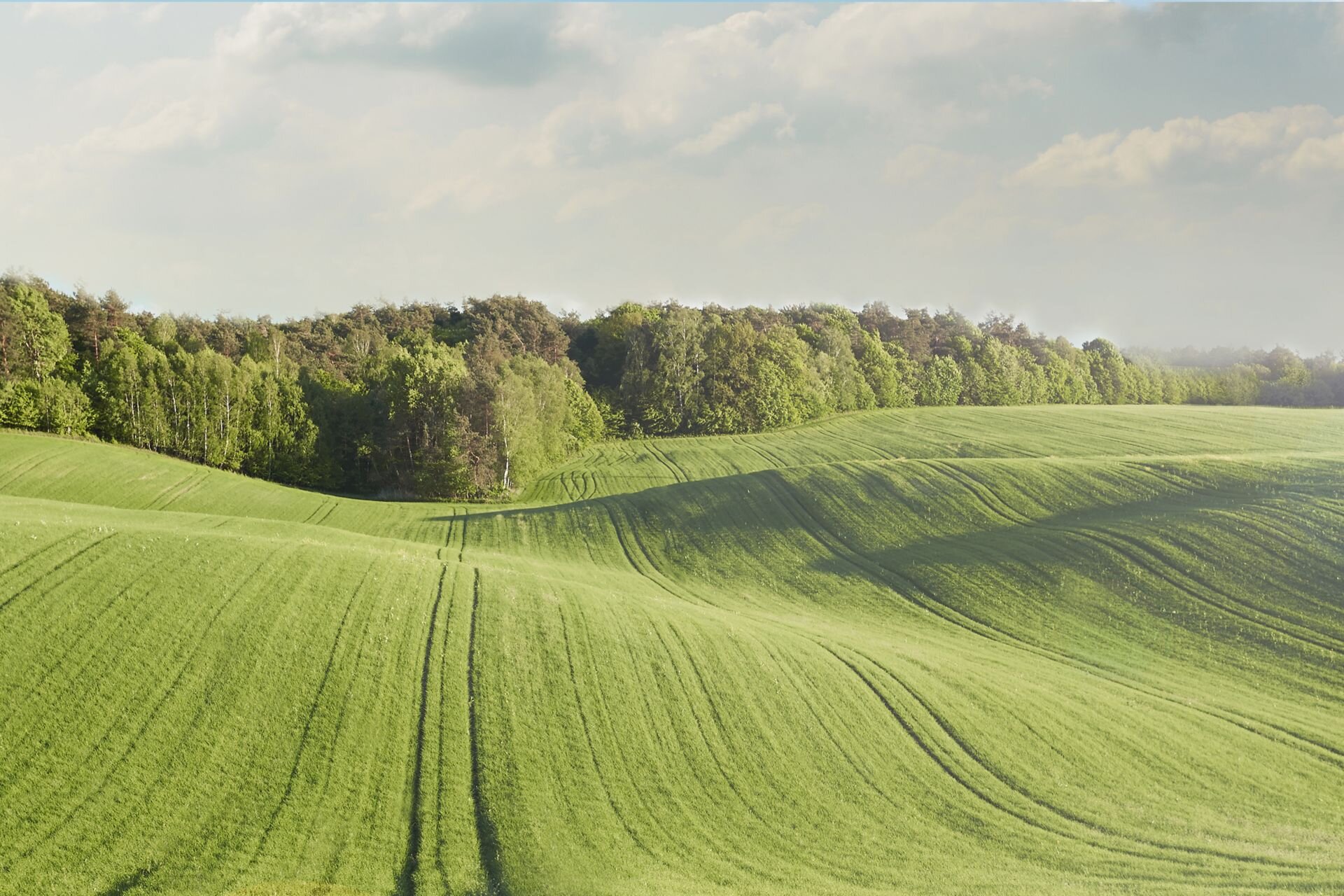 Zdjęcie ukazuje pagórkowaty teren Wzgórz Trzebnickich będących przykładem moreny czołowej. Wzgórza pokryte są polami uprawnymi, na których są ślady po przejeździe maszyn rolniczych. W oddali las.