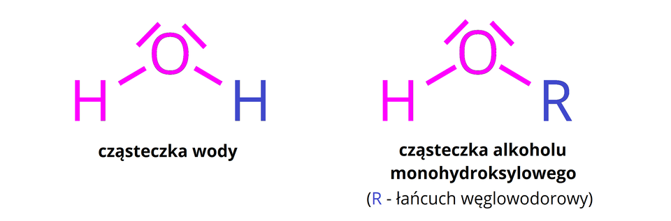 Ilustracja przedstawia wzory strukturalne wody i alkoholu. Cząsteczka wody jest zbudowana z atomu tlenu O i dwóch atomów wodoru H. Na atomie tlenu znajdują się dwie wolne pary elektronowe, atom tlenu i jeden z atomów wodoru są zapisane na różowo, a drugi atom wodoru na niebiesko. Poniżej znajduje się podpis: cząsteczka wody. Cząsteczka alkoholu jest zbudowana z atomu tlenu O, jednego atomu wodoru H i łańcucha węglowodorowego R. Na atomie tlenu znajdują się dwie wolne pary elektronowe, atom tlenu i atom wodoru są zapisane na różowo, a łańcuch węglowodorowy R na niebiesko. Poniżej znajduje się podpis: cząsteczka alkoholu monohydroksylowego. 