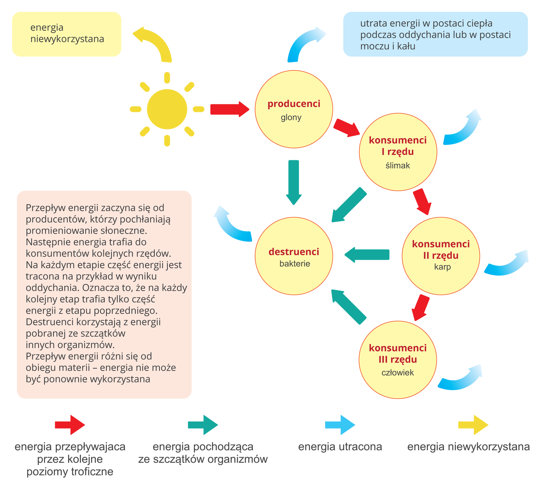 Ilustracja przedstawia schemat przepływu energii przez ekosystem. Schemat składa się z żółtych kół i kolorowych prostokątów. W lewym górnym rogu rysunek słońca i żółta strzałka w górę z napisem „energia niewykorzystana”. Od słońca czerwona strzałka w dół do kółka z napisem „producenci, glony”. Od niego turkusowa strzałka w górę oznacza utratę energii w postaci ciepła podczas oddychania lub w postaci moczu i kału. Dalej czerwona strzałka prowadzi do kółka z napisem „konsumenci pierwszego rzędu, ślimak”. Tu też turkusowa strzałka w górę prowadząca do turkusowego prostokąta z napisem „utrata energii w postaci ciepła podczas oddychania lub w postaci moczu i kału”. Dalej czerwona strzałka prowadzi do następnego koła z napisem „konsumenci drugiego rzędu, karp”. Od niego turkusowa strzałka w bok i czerwona do kółka w lewym dolnym rogu z napisem „konsumenci trzeciego rzędu, człowiek”. Od wszystkich kółek zielone strzałki wskazują przekazywanie części energii do kółka z napisem „destruenci, bakterie”. Od niego turkusowa strzałka prowadząca do prostokąta o utracie energii. Z lewej widnieje prostokąt z napisem „Przepływ energii zaczyna się od producentów, którzy pochłaniają promieniowanie słoneczne. Następnie energia trafia do konsumentów kolejnych rzędów. Na każdym etapie część energii jest tracona, na przykład w wyniku oddychania. Oznacza to, że na każdy kolejny etap trafia tylko część energii z etapu poprzedniego. Destruenci korzystają z energii pobranej ze szczątków innych organizmów. Przepływ energii różni się od obiegu materii – energia nie może być ponownie wykorzystana”.