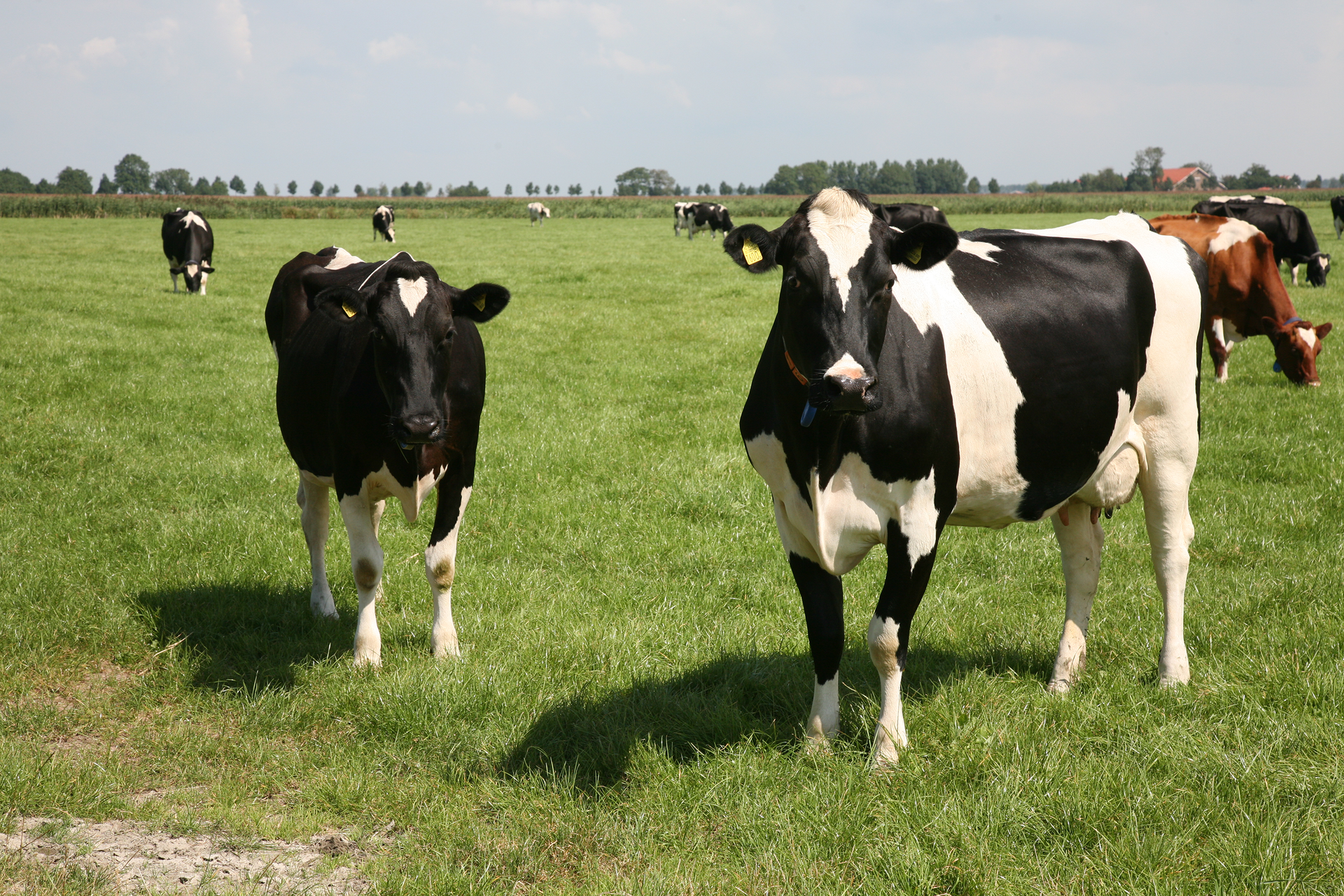 Na zdjęciu widać krowy. Dwie z nich stoją na pierwszym planie i patrzą w stronę osoby robiącej zdjęcie. Są czarno‑białe. W uszach widoczne są żółte kolczyki z numerem. W tle widać więcej krów. Jedna z nich, ta stojąca po prawej stronie, jest brązowo‑biała.