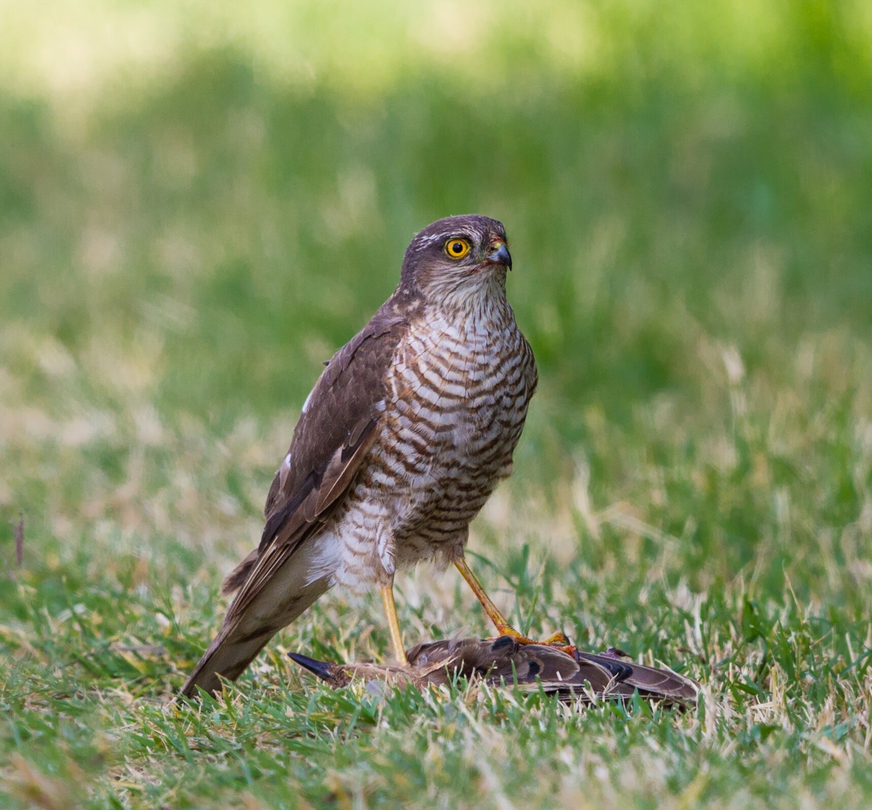 Pierre Dalous, Sparrowhawk with its prey Krogulec na ziemi Źródło: Pierre Dalous, Sparrowhawk with its prey.