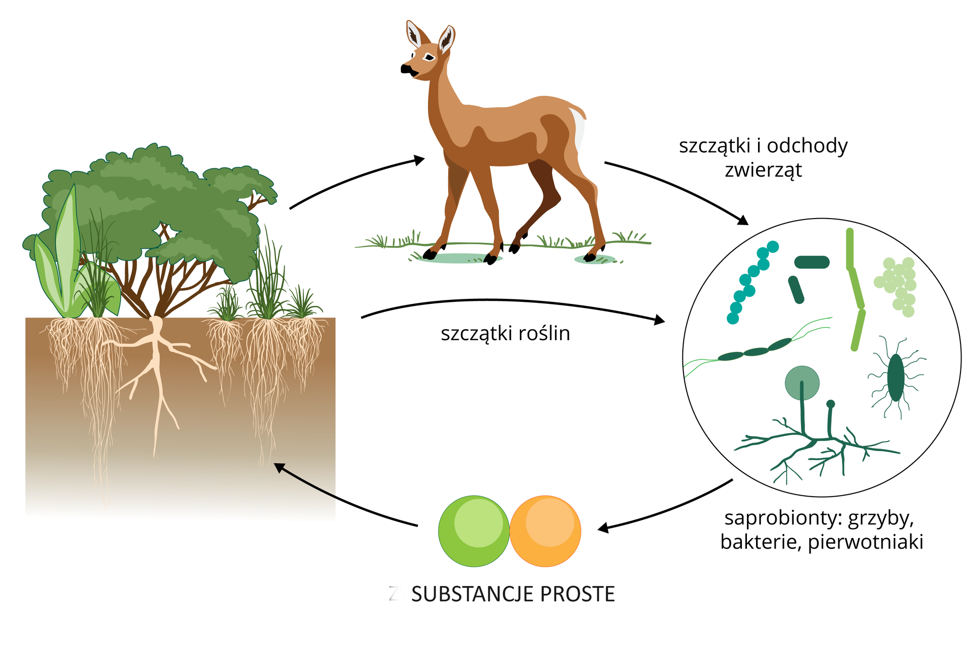 Ilustracja składa się z czterech obrazków, połączonych strzałkami, przedstawiających obieg materii. Pierwszy z lewej ukazuje zielone rośliny: drzewa i krzewy razem z ich korzeniami w brązowej glebie. Od nich jedna strzałka prowadzi do obrazka brązowej sarny, która żywi się roślinami. Druga strzałka z napisem: szczątki roślin wskazuje koło po prawej stronie. Do niego prowadzi także strzałka od sarny z napisem: szczątki i odchody zwierząt. W kole znajdują się kolorowe sylwetki saprobiontów, na przykład bakterii i grzybów, czyli organizmów rozkładających szczątki. Od nich strzałka wskazuje dwie kule na dole: pomarańczową i zieloną. Oznaczają one proste substancje, powstałe w efekcie rozkładu szczątków. Te związki trafiają do korzeni roślin. Koło się zamyka.