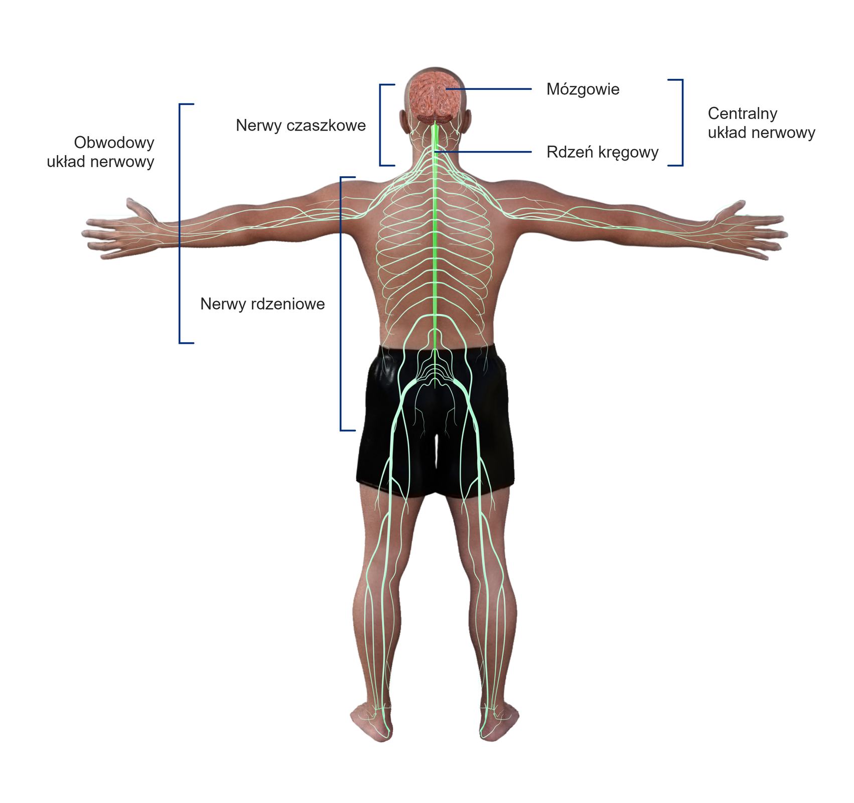 Ilustracja przedstawia schemat układu nerwowego na tle ciała człowieka.  Mózgowie znajdujące się w czaszce oraz rdzeń kręgowy umieszczony jest w biegnącym w kręgosłupie kanale kręgowym. Razem tworzą centralny układ nerwowy. Natomiast nerwy czaszkowe znajdujące się w głowie oraz nerwy rdzeniowe odchodzące od kręgosłupa tworzą obwodowy układ nerwowy.  