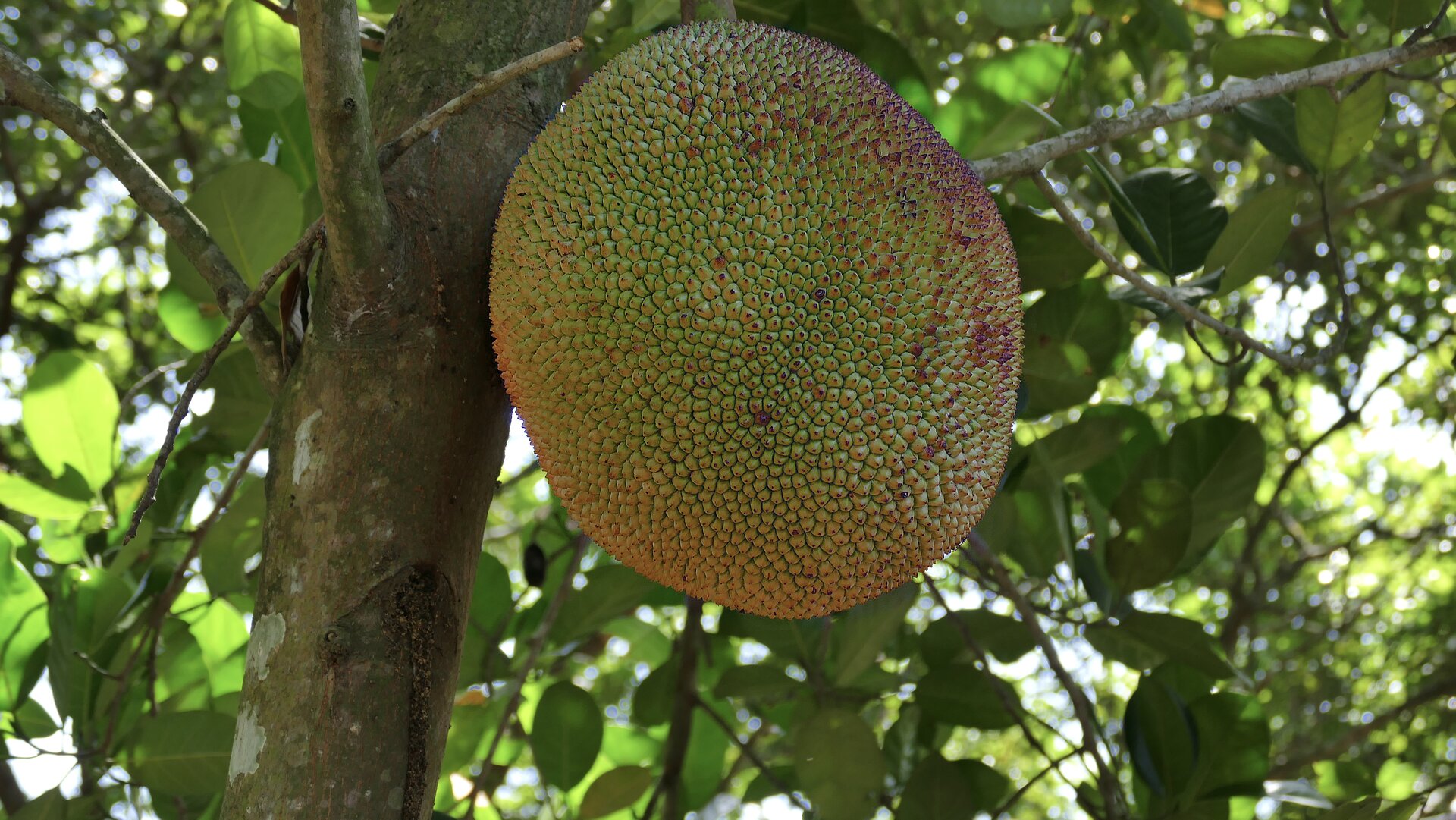 Na zdjęciu jest duży, okrągły, zielony owoc. Rośnie na drzewie o owalnych liściach. 