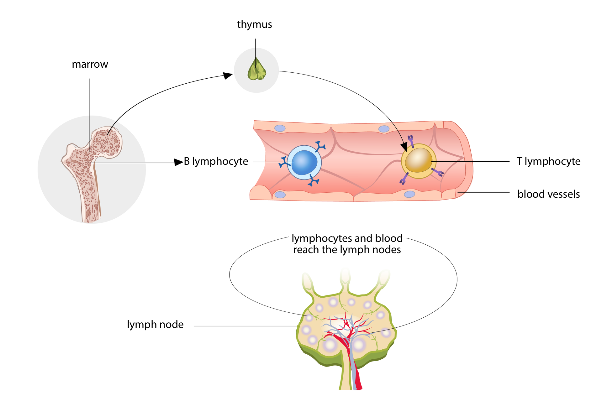 Grafika przedstawia reakcje obronne organizmu.Ilustracja przedstawia z lewej główkę kości udowej w przekroju. Wewnątrz ma czerwonawe ziarnistości, podpisane jako marrow. Od niego dwie strzałki, symbolizujące limfocyty powstające w szpiku kostnym. Górna do zielonej trójkątnej grasicy podpisana thymus, dolna do różowej rurki – naczynia krwionośnego w przekroju podpisane blood vessels. Niebieska kulka z wypustkami to limfocyt B, podpisana B lymphocyte, a z grasicy strzałka wskazuje żółtą kulkę, czyli limfocyt T, podpisany T lymphocyte. Rysunek poniżej przedstawia przekrój przez różowo- zielony węzeł chłonny z naczyniami krwionośnymi. Podpis: lymphocytes and blood reach the lymph nodes; lymph node