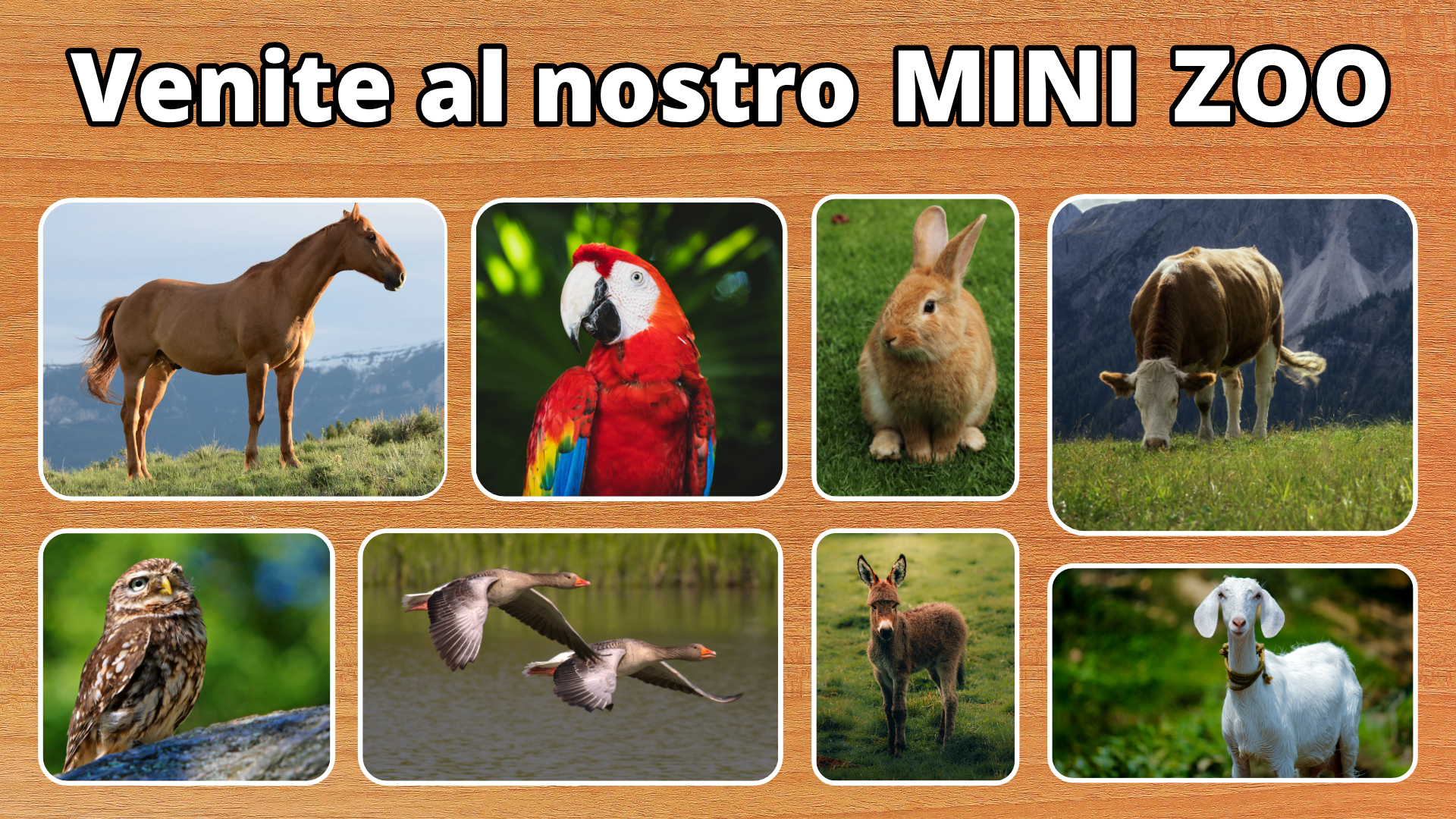 Ilustracja przedstawia zaproszenie do mini zoo. Na górze ilustracji znajduje się napis: Venite al nostro mini zoo. Pod napisem widoczne jest osiem zdjęć przedstawiających zwierzęta: konia, papugę, królika, krowę, sowę, dwie kaczki w locie, osła i kozę.