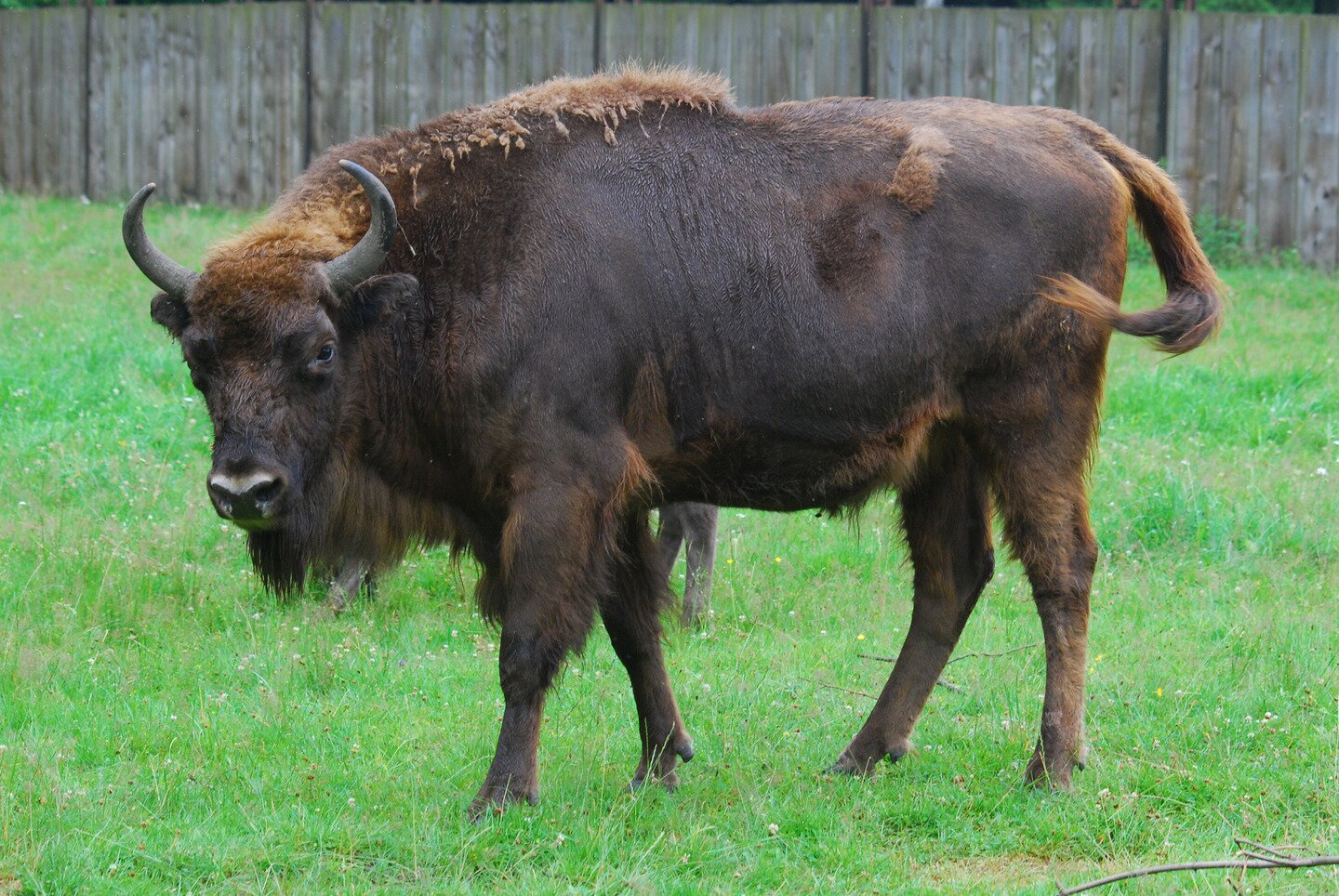 Fotografia prezentuje żubra na ogrodzonym wybiegu chodzącego po zielonej trawie. Na łbie rogi, masywne ciało.