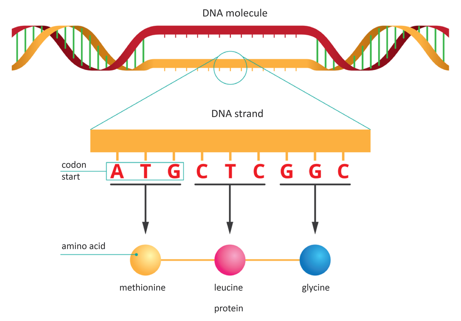 Ilustracja przestawia schematycznie proces syntezy białka. U góry czerwono – żółta nić DNA, częściowo rozpleciona. Od żółtej nici w dół powiększenie. Podpisane kodony: ATG (start), CTC, GGC. Od nich strzałki do nazw aminokwasów: metionina, leucyna, glicyna. Połączone kolejno aminokwasy tworzą łańcuch białka. Podpisano: DNA molecule; DNA strand; 
codon start; 
amino acid; 
methionine; 
leucine; 
glycine; 
protein.