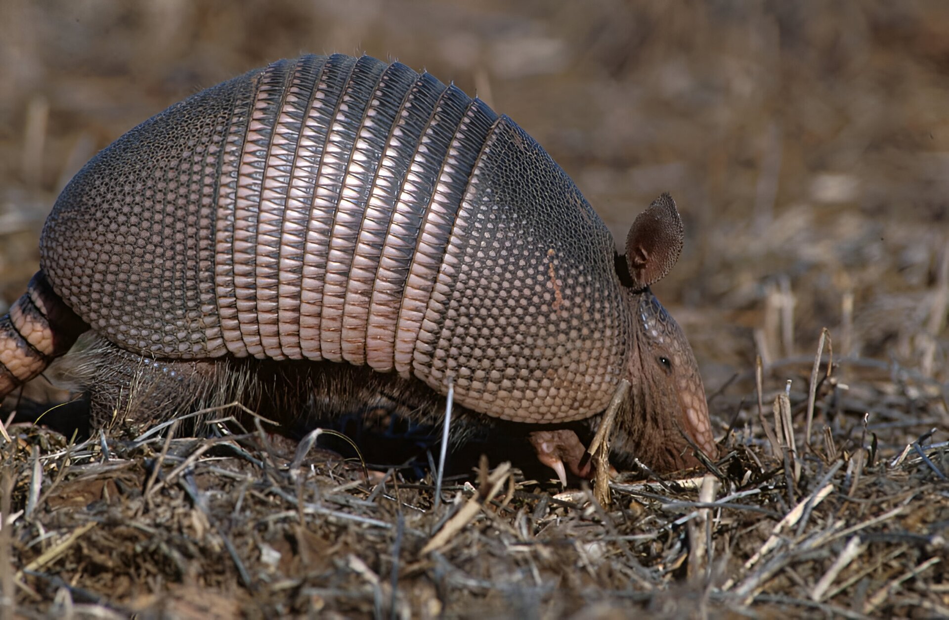 Zdjęcie przedstawia niewielkie zwierzę grzebiące nosem w brązowej ziemi. Dookoła rośnie sucha trawa. Zwierzę jest brązowe, ma małą głowę, długie pazury, dość długi ogon i gruby pancerz złożony z łusek.