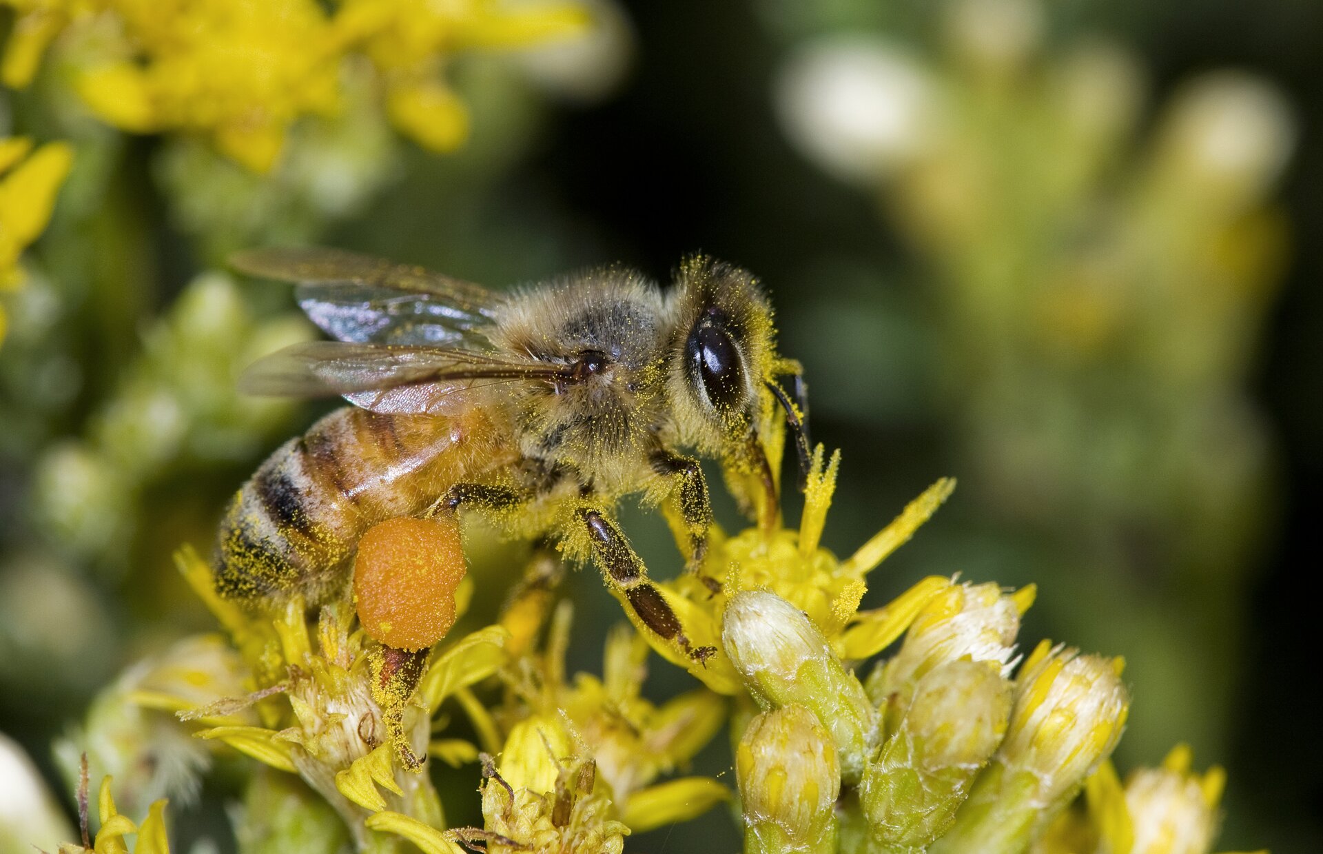 Zdjęcie przedstawia pszczołę na kwiatostanach. Pszczoła opiera się na koszyczkach drobnych żółtych kwiatów. Głowa pszczoły po prawej stronie zdjęcia. Odwłok w czarnożółte pionowe paski po lewej. Na tylnych odnóżach zgromadzony pyłek w kształcie kuli. Cały odwłok pszczoły, przód głowy oraz odnóża pokryte są żółtym drobnym pyłkiem.