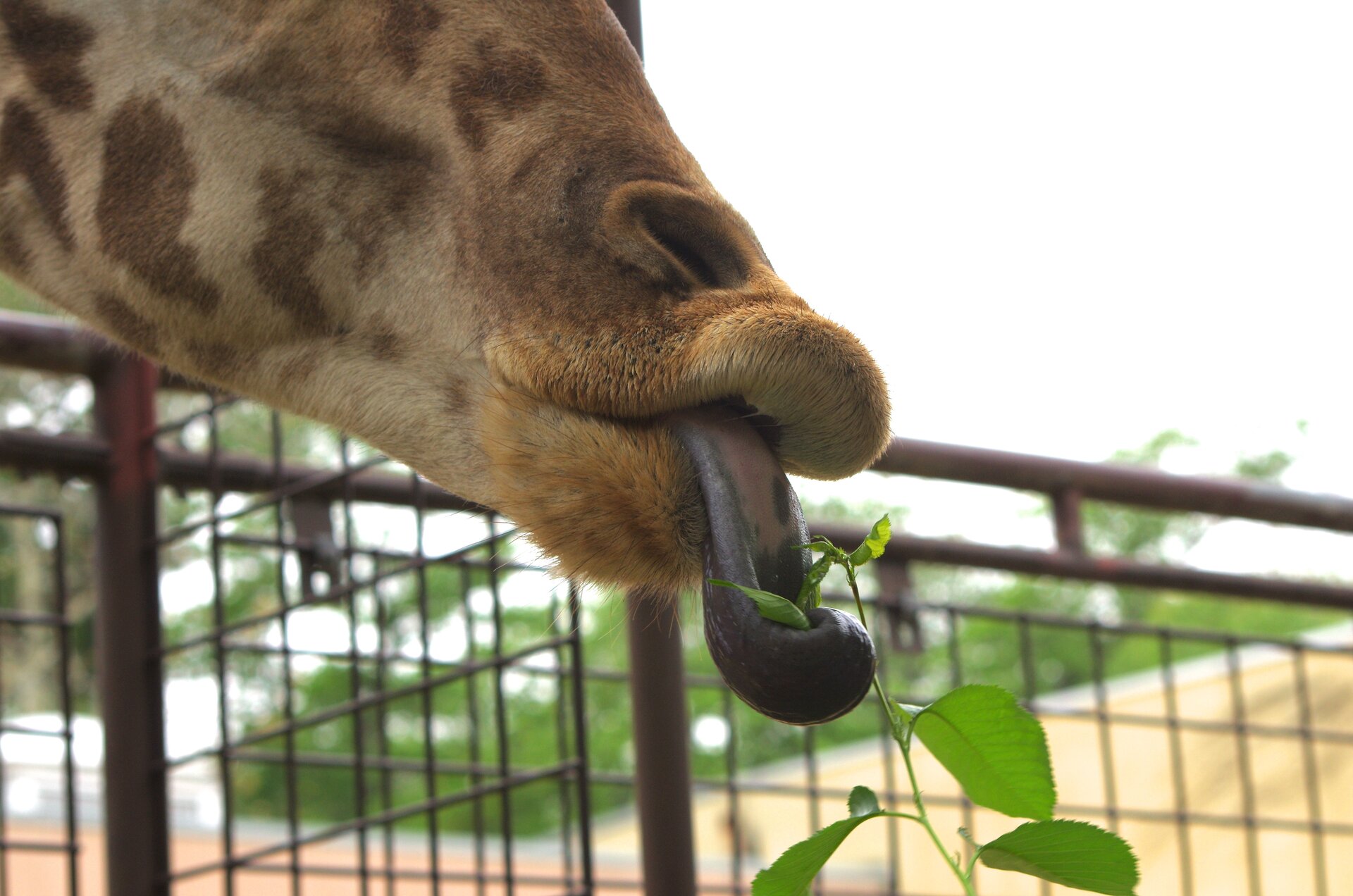 Zdjęcie przedstawia głowę żyrafy. Widoczne są owłosione, mięsiste wargi. Z jamy ustnej wystaje długi język, który otacza roślinę.