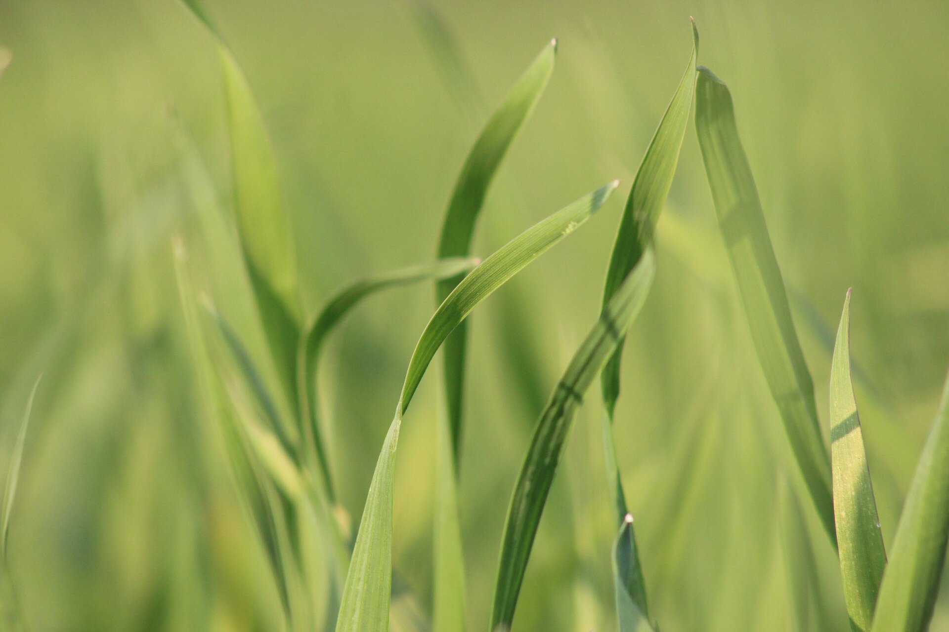 Na zdjęciu widoczne są źdźbła trawy jednoliściennej. Mają kształt lancetowaty. Aparaty szparkowe rozmieszczone są po obu stronach liścia.
