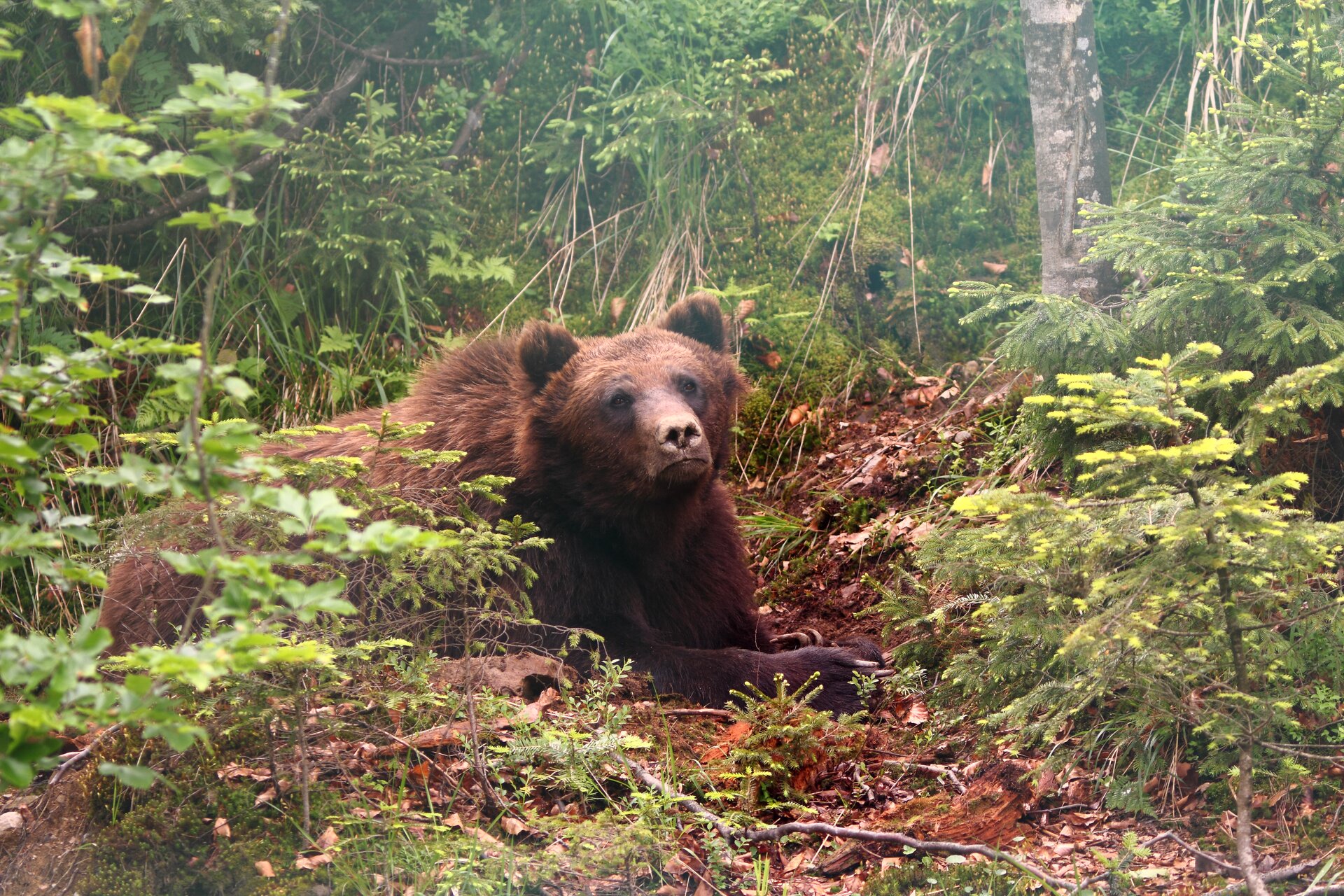 Zdjęcie niedźwiedzia brunatnego leżącego pośród drzew. Jest bardzo masywny, ma brązowe, gęste futro, kilkucentymetrowe, grube pazury.