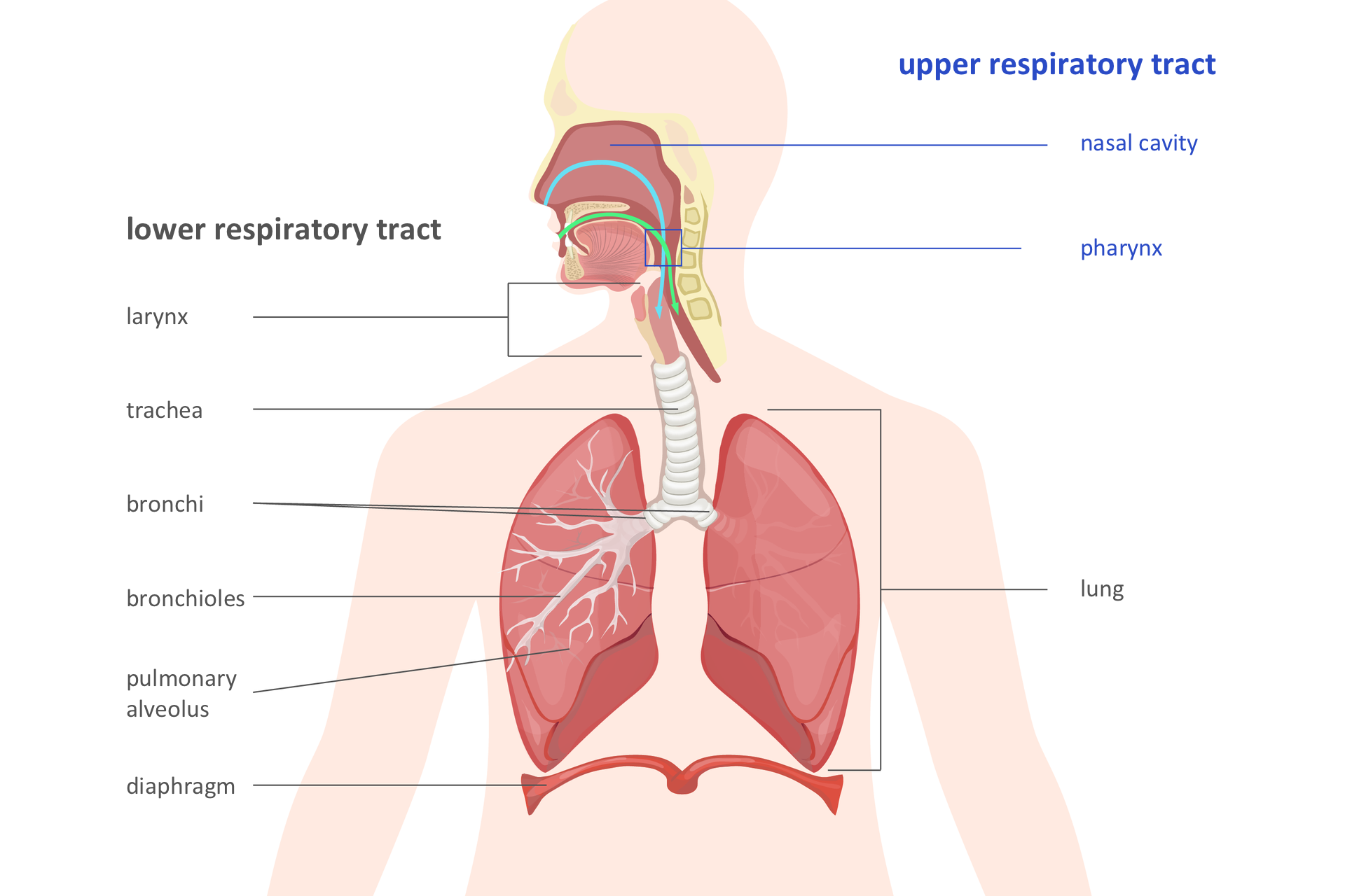 Ilustracja przedstawia sylwetkę torsu człowieka z oznaczonymi narządami układu oddechowego. Na niebiesko po prawej podpisano górne drogi oddechowe (upper respitarory track): nasal cavity, pharynx). Klamerka poniżej obejmuje płuco, podpisane lung. Po lewej podpisy dolnych dróg oddechowych (lower respiratory tract): larynx, trachea, bronchi, bronchioles, pulmonary alveolus. Do układu oddechowego zalicza się też mięsień przepona, podpisany diaphragm.