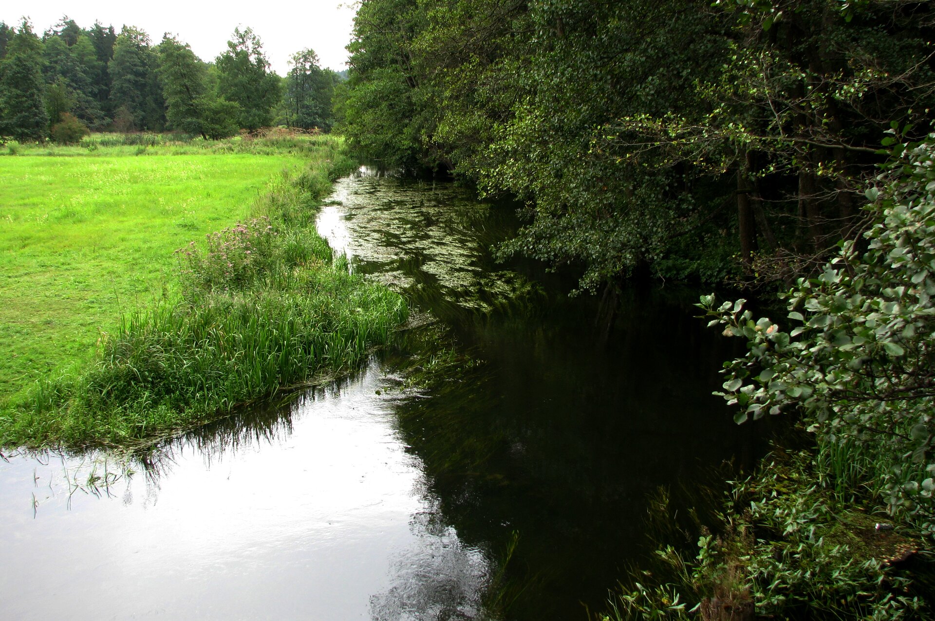 Fotografia przedstawiająca rzekę Rospudę. Po prawej stronie rzeki znajduje się łąka oddzielona od rzeki pasmem trzcin. Za łąką oraz na horyzoncie znajduje się las iglasty. Po prawej stronie rzeki znajduje się las liściasty. Liście drzew opadają do wody. Na rzece znajdują się zielone pływające rośliny.