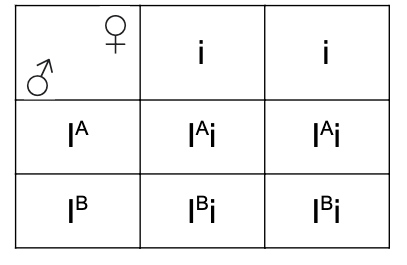 Ilustracja przedstawia krzyżowanie w postaci szachownicy Punnetta. Szachownica ma dwie kolumny i dwa poziome rzędy. W kolumnach są gamety żeńskie oznaczone małą literą i. W pierwszym rzędzie jest gameta męska oznaczona jako duża litera i indeks górny duża litera A, druga gameta męska ma oznaczenie: duża litera i indeks górny duża litera B. Powstają następujące genotypy. Po połączeniu gamet żeńskich oznaczonych małą literą i z gametą męską oznaczoną dużą literą i indeks górny duża litera A powstają dwa razy takie same genotypy: duża litera i indeks górny duża litera A mała litera i. Po połączeniu gamety żeńskiej oznaczonej małą literą i z gametą męską oznaczoną dużą literą i indeks górny duża litera B powstają dwukrotnie genotypy: duża litera i indeks górny duża litera B mała litera i.      