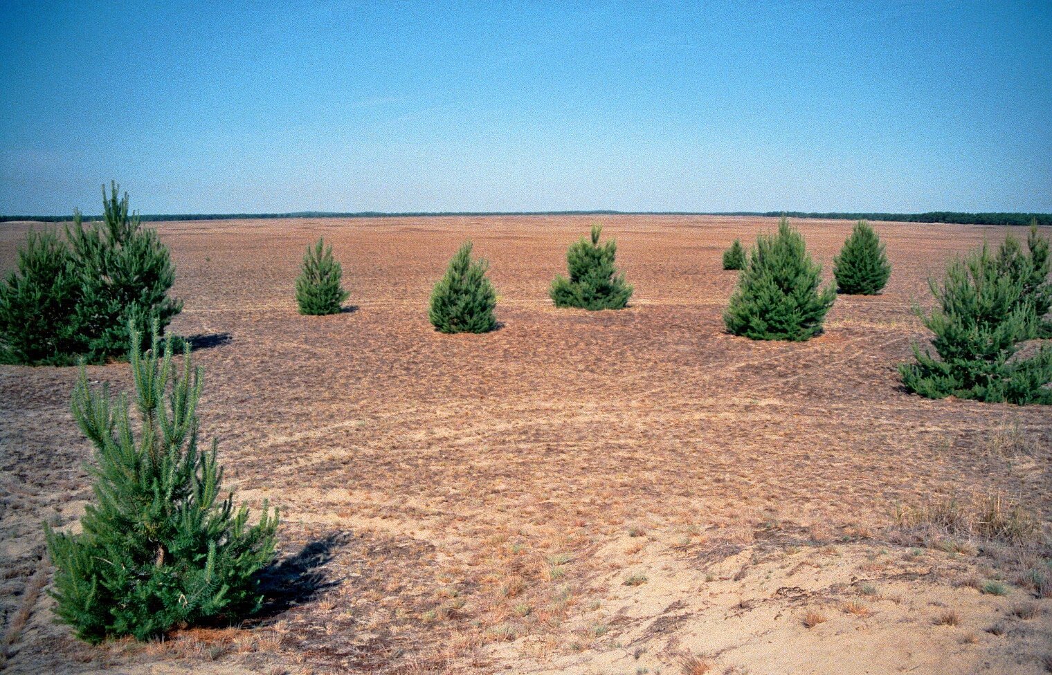 Zdjęcie przedstawia płaski, piaszczysty teren. Na pierwszym planie rosną pojedyncze, niskie drzewa iglaste. 