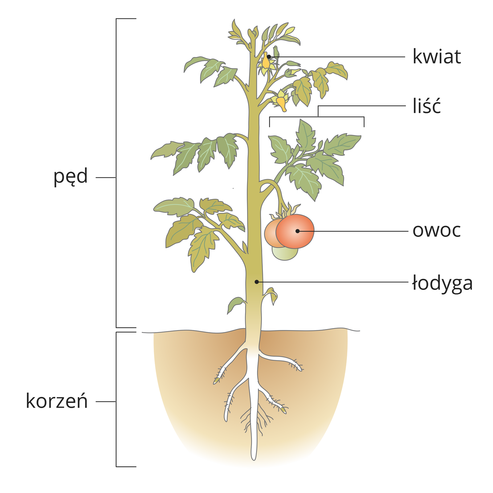 Ilustracja przedstawia pęd pomidora z korzeniem. Od góry na łodydze znajdują się: żółte kwiaty, zielone liście i czerwone owoce. Kwiaty, liście, owoce i łodyga stanowią nadziemną część rośliny, czyli pęd. Rozgałęziony korzeń znajduje się w ziemi.