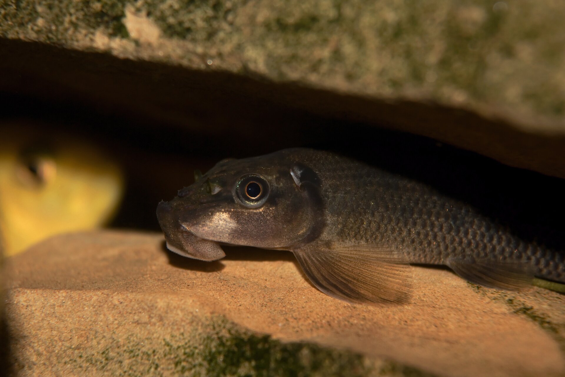 Na zdjęciu znajduje się glonojad syjamski (Gyrinocheilus aymonieri Ryba posiada niewielką, owalną i płaską głowę z brązowo‑czarnymi oczami oraz wargi w kształcie przyssawki. Ciało glonojada jest pokryte drobnymi, półokrągłymi łuskami, a po obu stronach ciała widać dwie pary półokrągłych, półprzezroczystych płetw. Ogon ryby jest w półcieniu, ponieważ znajduje się ona w ciemnej szczelinie pomiędzy dwoma kamieniami. 