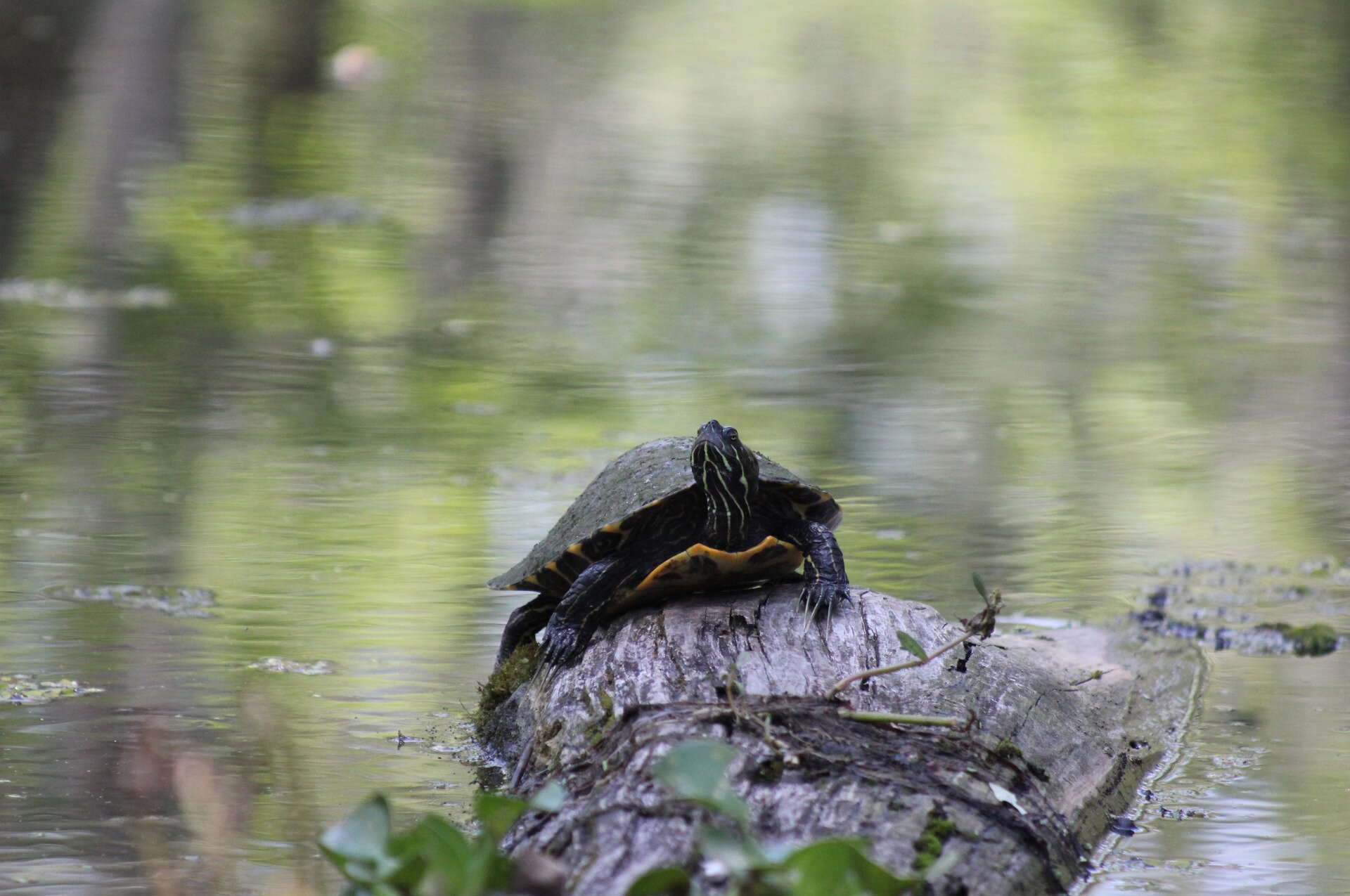 Zdjęcie przedstawia małego żółwia siedzącego na kamieniu, z głową wyciągniętą ku górze.