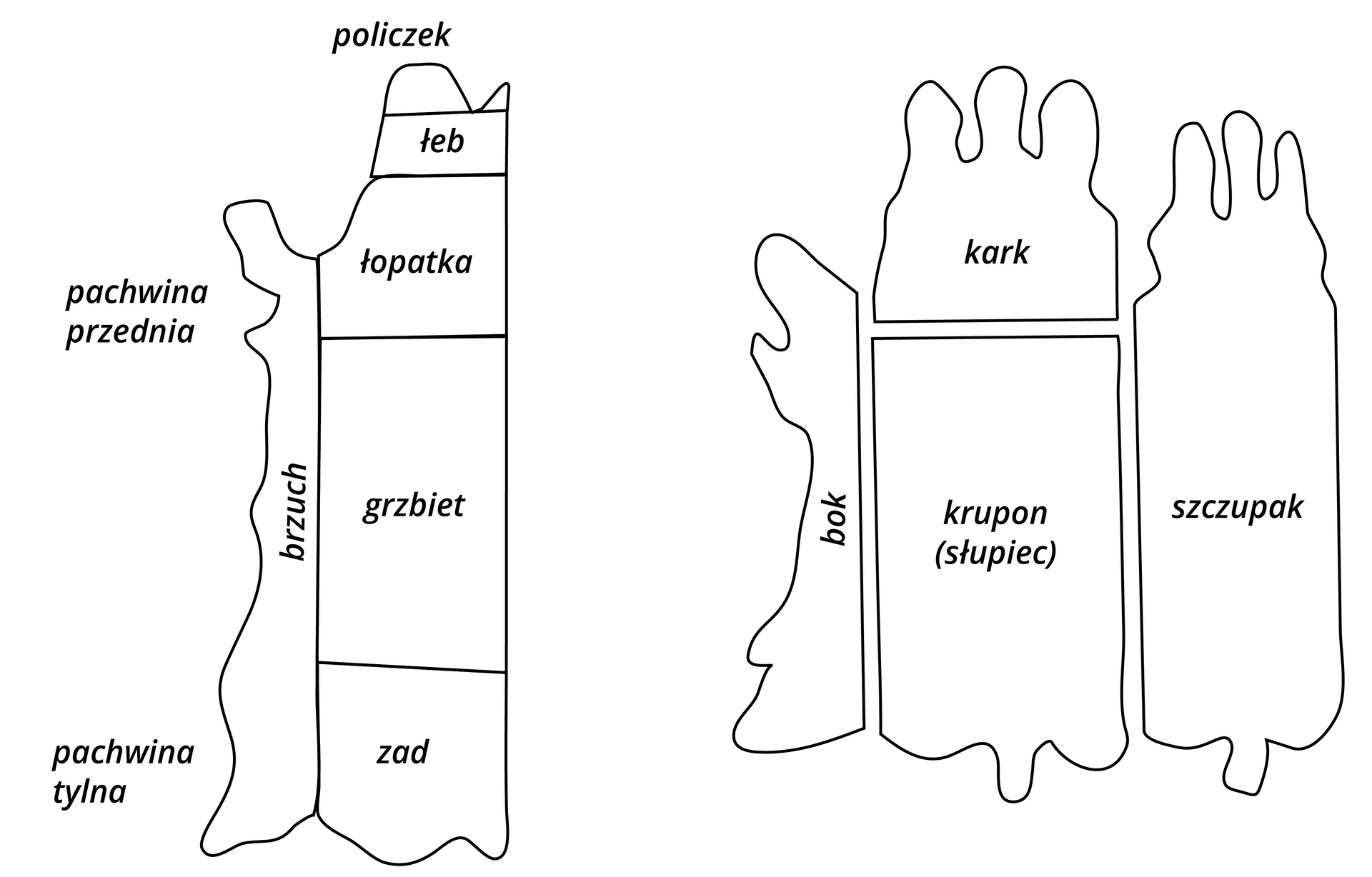 Grafika przedstawia dwa schematy skóry zwierzęcej, jeden widziany z boku, drugi od góry. Na pierwszym schemacie wyróżnione następujące części od góry: policzek, łeb, łopatka, grzbiet, zad. Po lewej stronie brzuch, pachwina przednia (na górze), pachwina tylna (na dole). Na drugim schemacie wyróżnione następujące części od góry: kark, krupon. Z lewej strony bok, z prawej szczupak. 