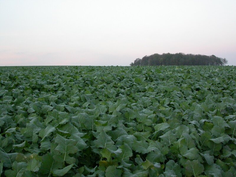 Zdjęcie przedstawia pole z uprawą buraka cukrowego. Widoczne są duże, rozłożyste, zielone liście.  