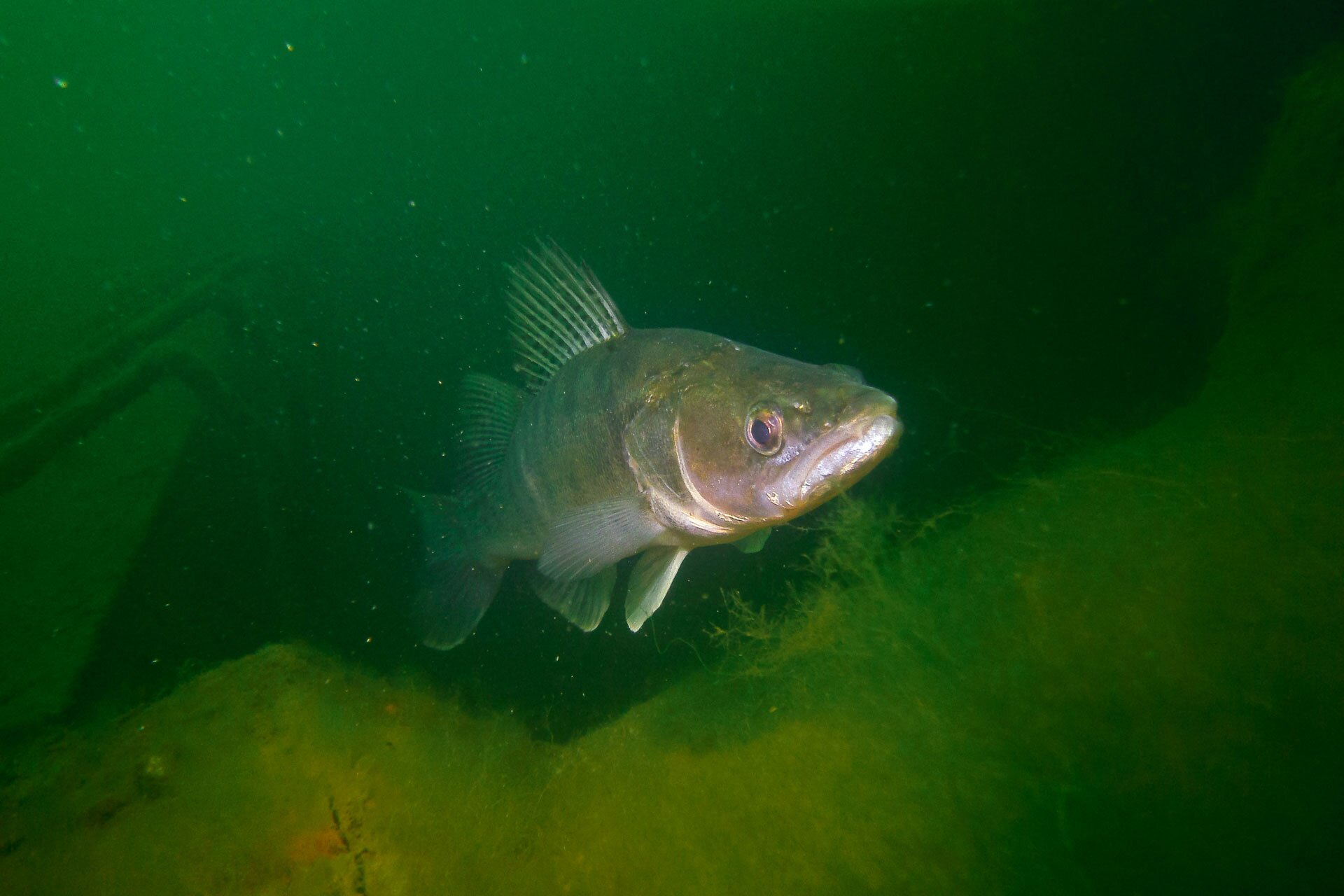Fotografia prezentuje sandacza płynącego ku górze. Głowa mała, duże opalizujące oczy, ciało spłaszczone bocznie. Ciało szarozielone, od spodu srebrzyste. Na grzbiecie dwie duże płetwy grzbietowe oddalone od siebie. Płetwy piersiowe jasnożółte, pozostałe bladożółte.